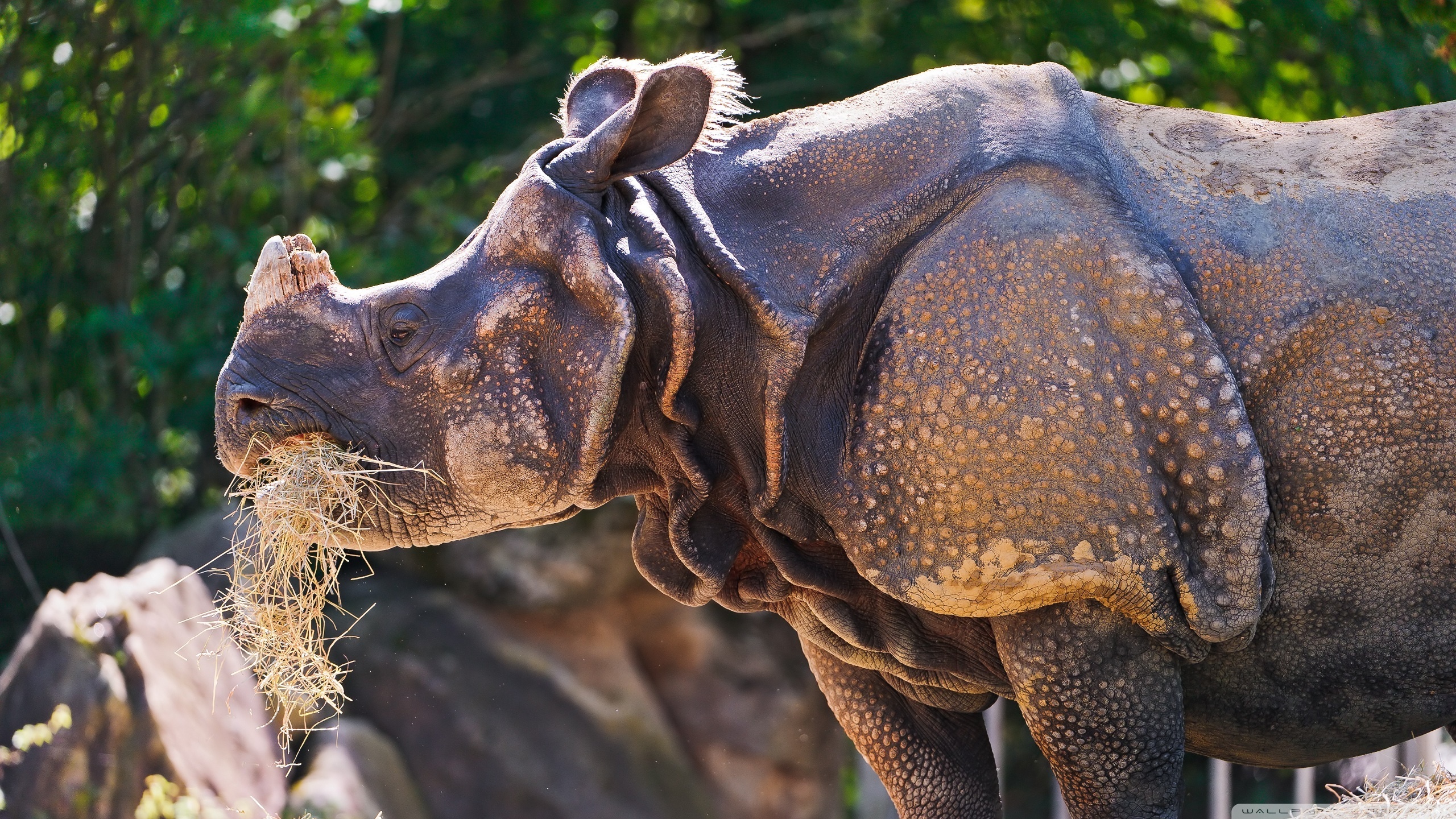 Animal Rhino 2560x1440
