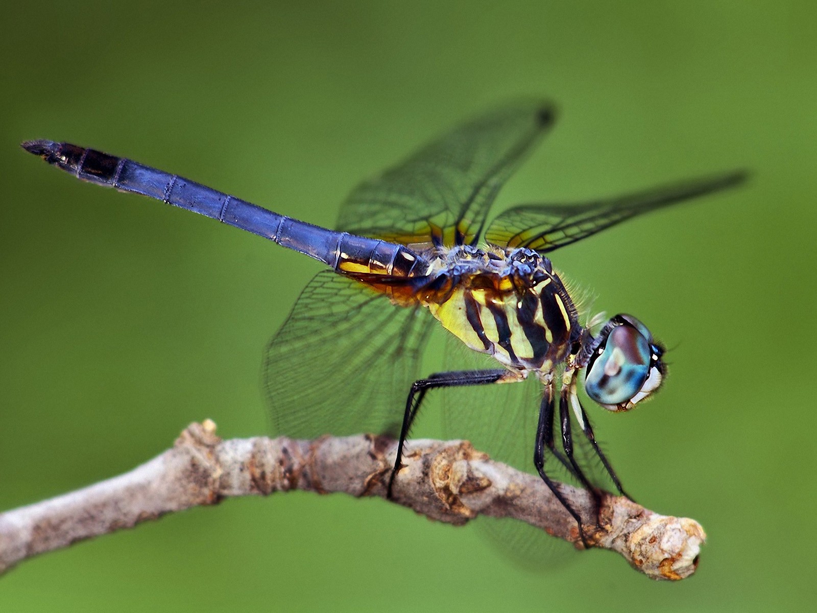 Animal Dragonfly 1600x1200