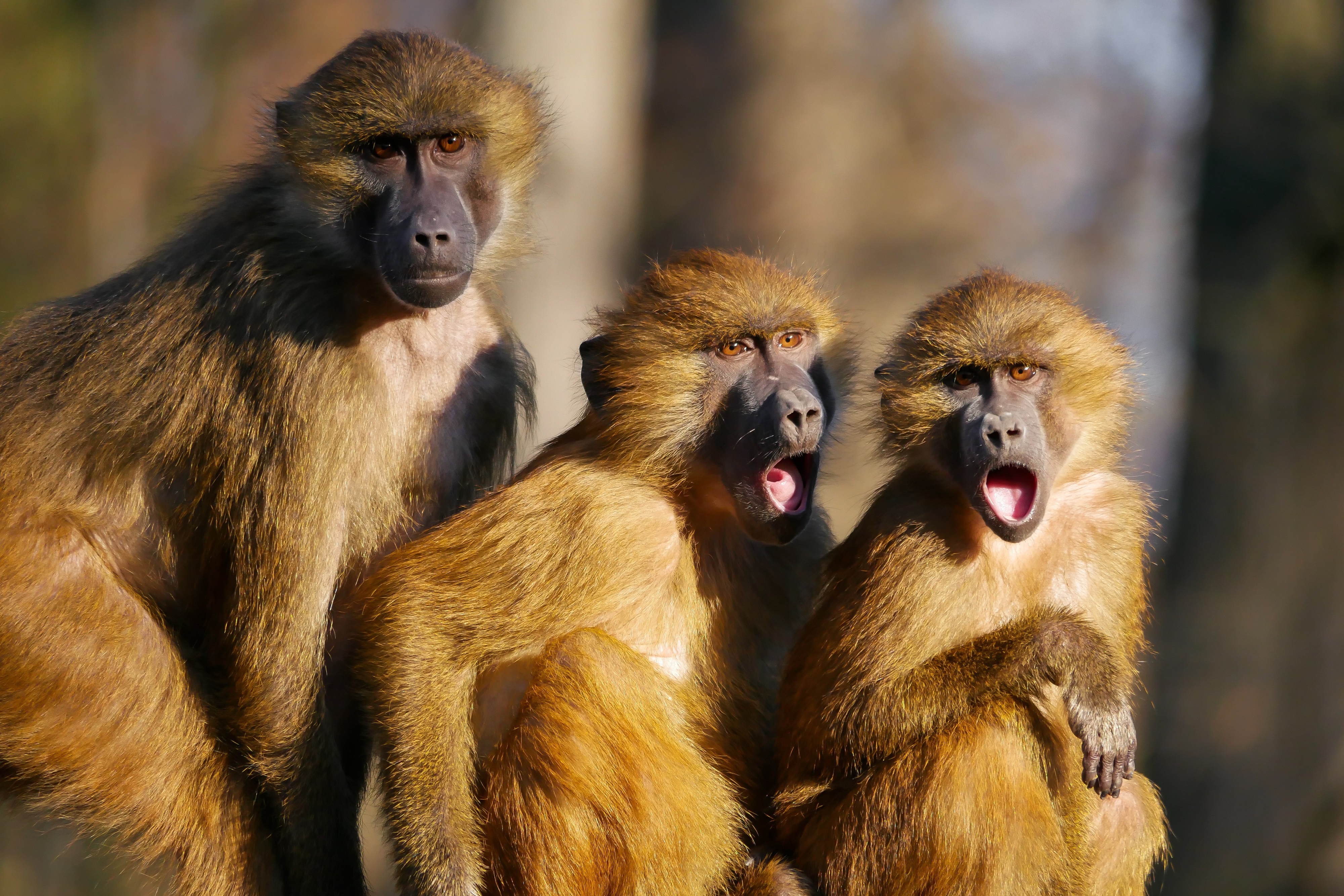 Barbary Macaque Monkey Primate Wildlife 4000x2668