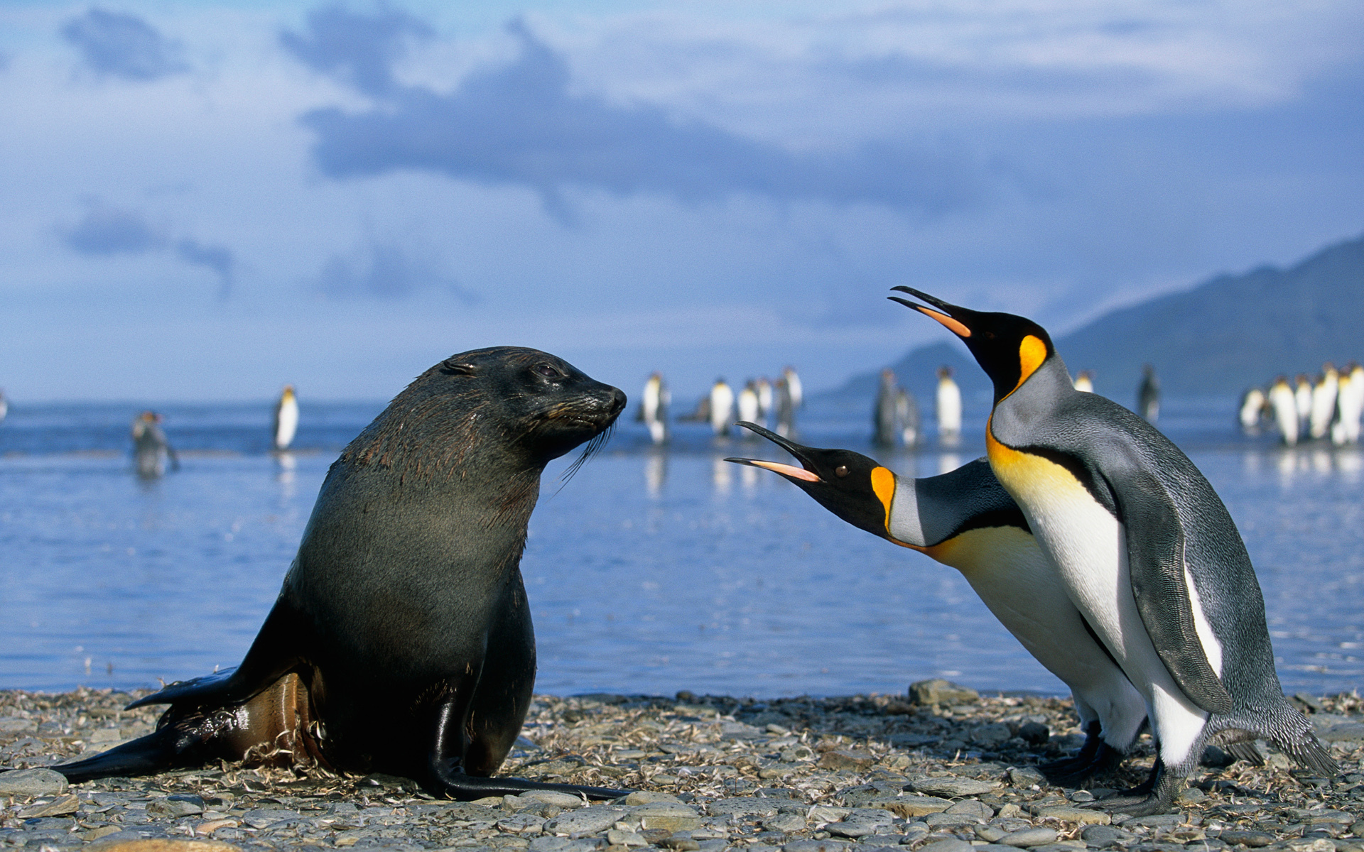 Animal Bird Penguin Seal 1920x1200