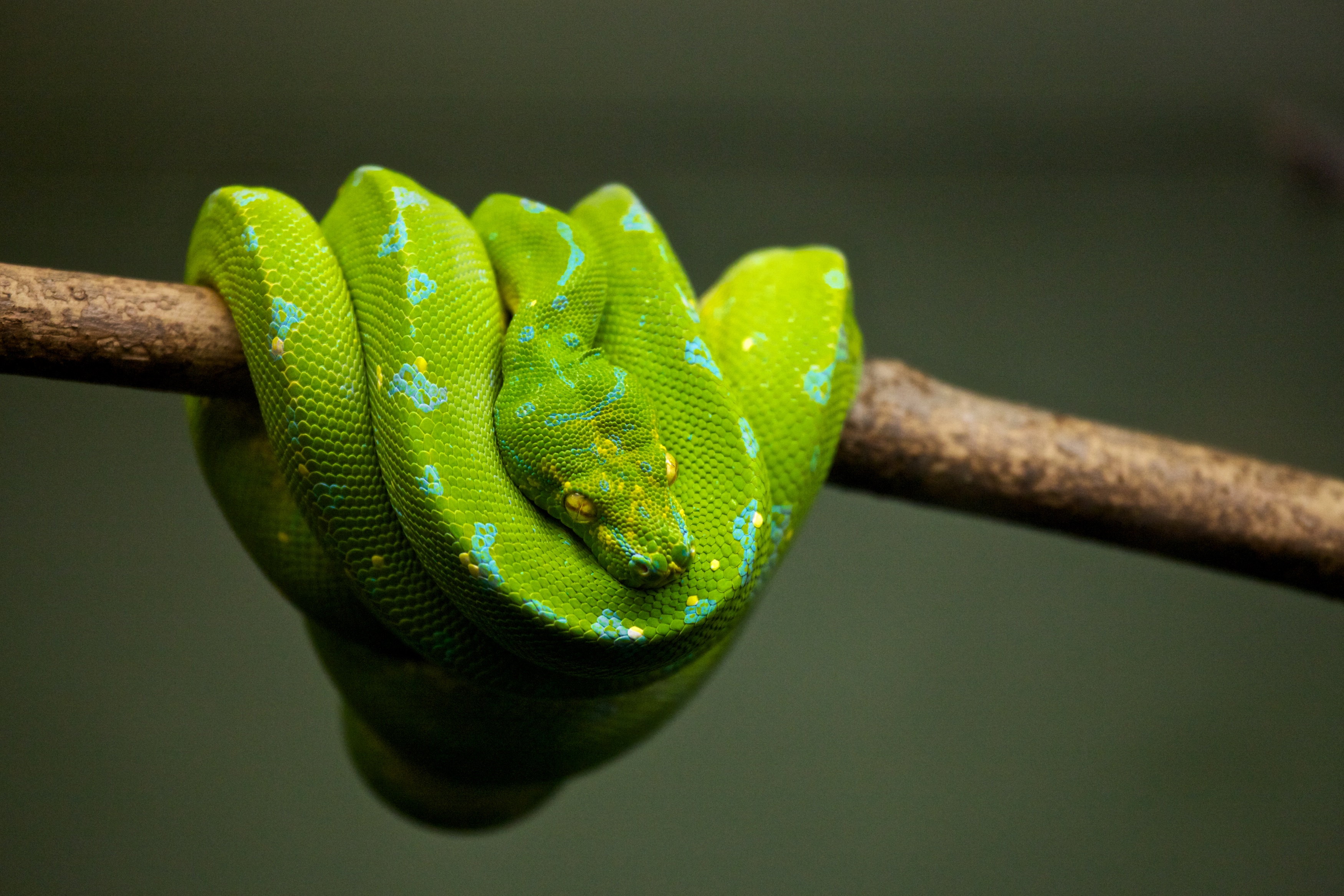 Python Reptile Snake Wildlife 3500x2333