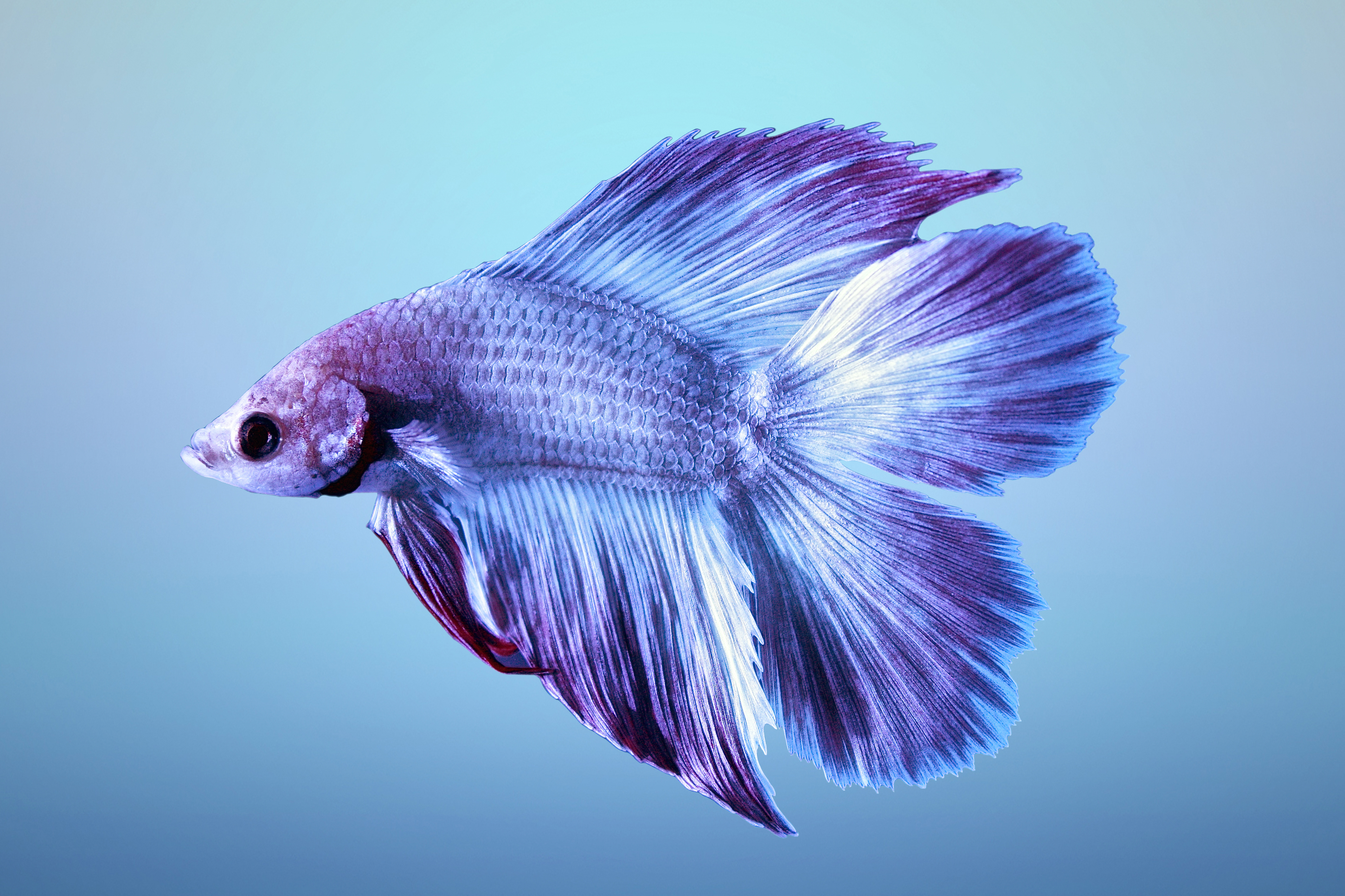 Siamese Fighting Fish 4272x2848