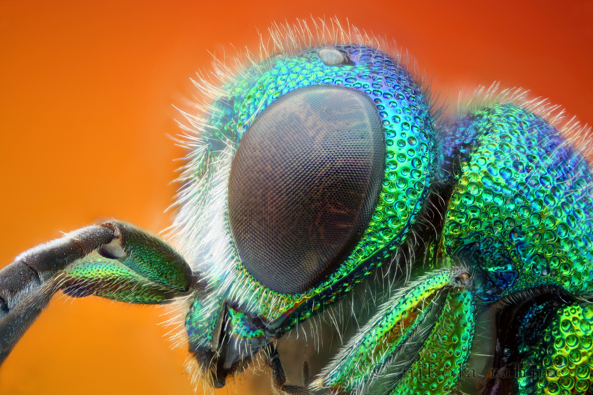 Macro Wasp 2000x1333