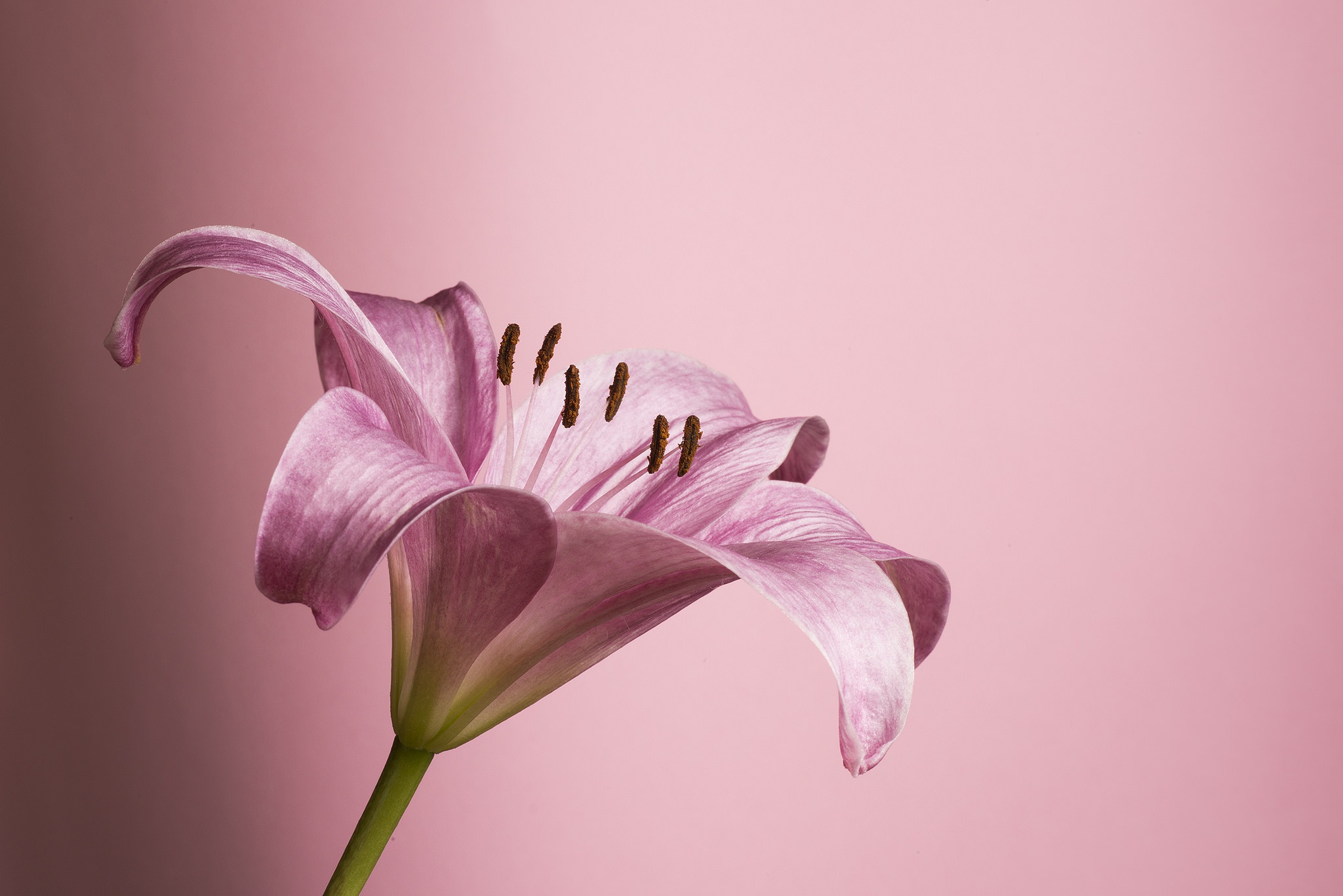 Flower Lily Pink Flower 2048x1367.