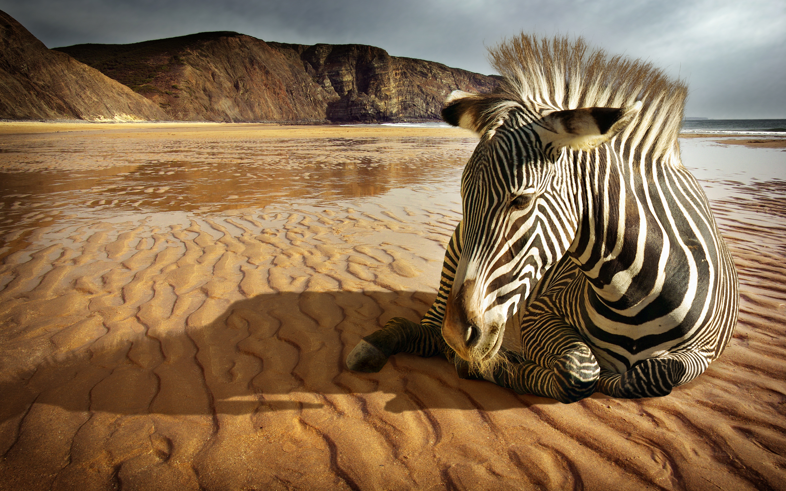 Animal Zebra 2560x1600