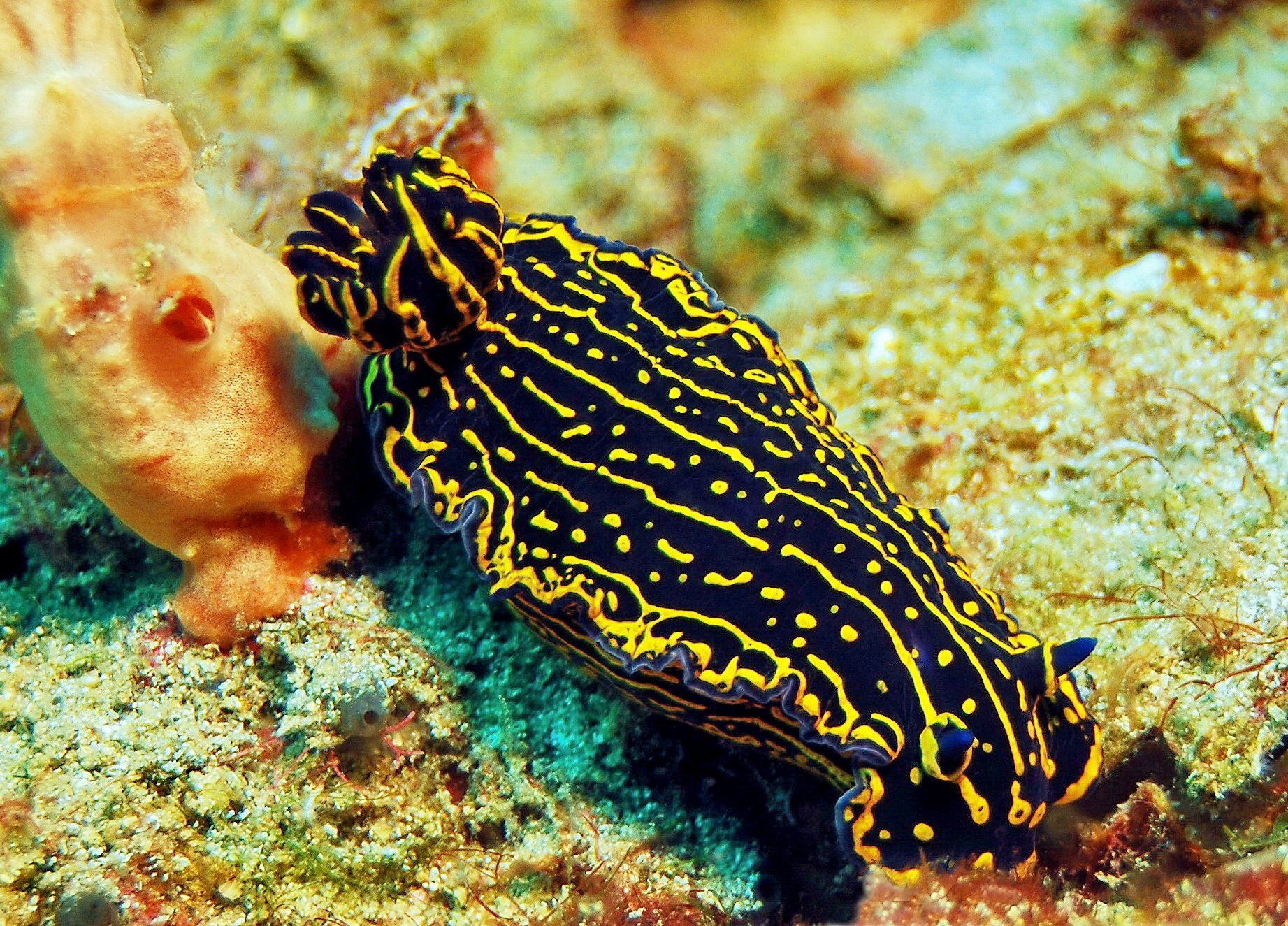 Nudibranch Sea Slug 1843x1325