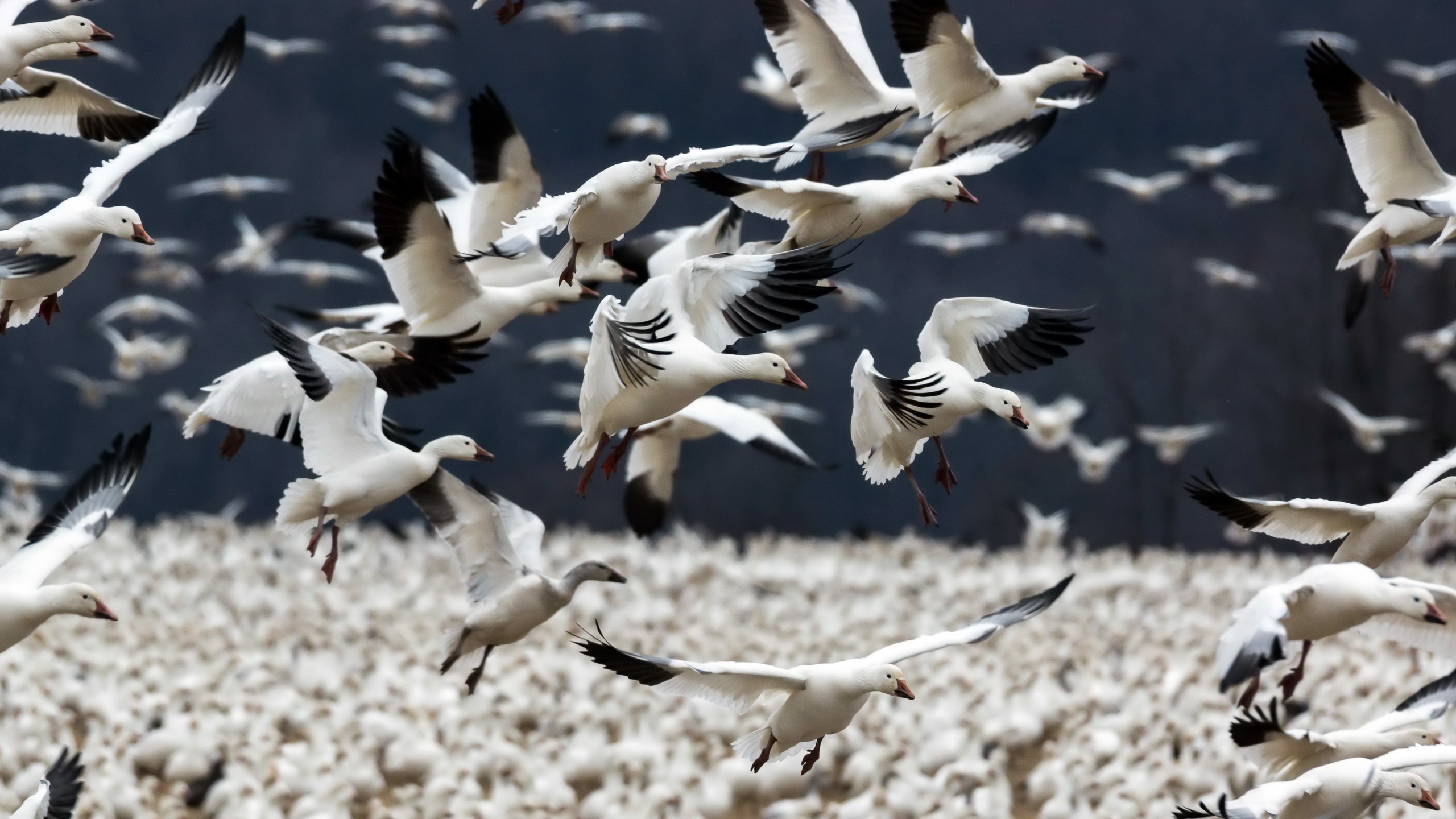 Bird Flock Of Birds Goose 2560x1440