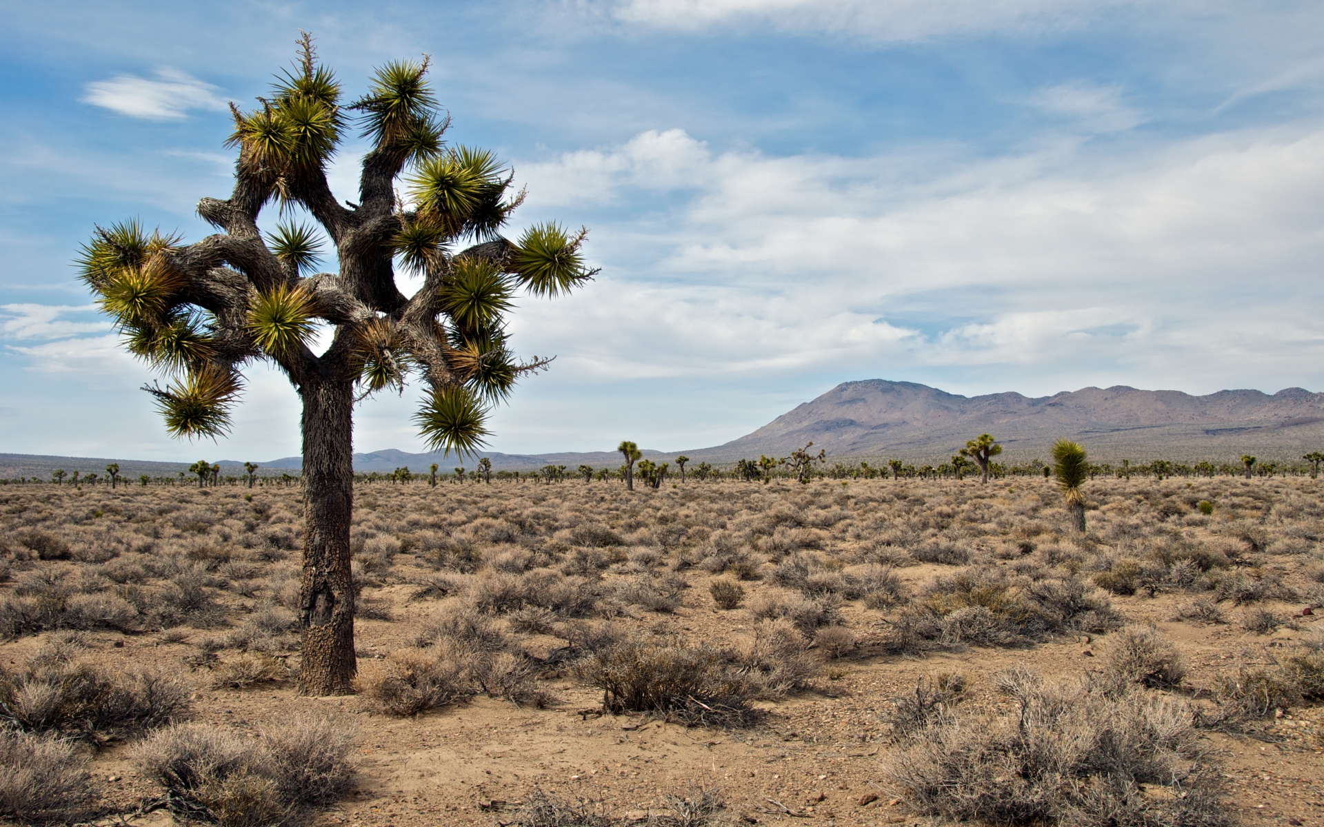 Earth Joshua Tree National Park 1920x1200