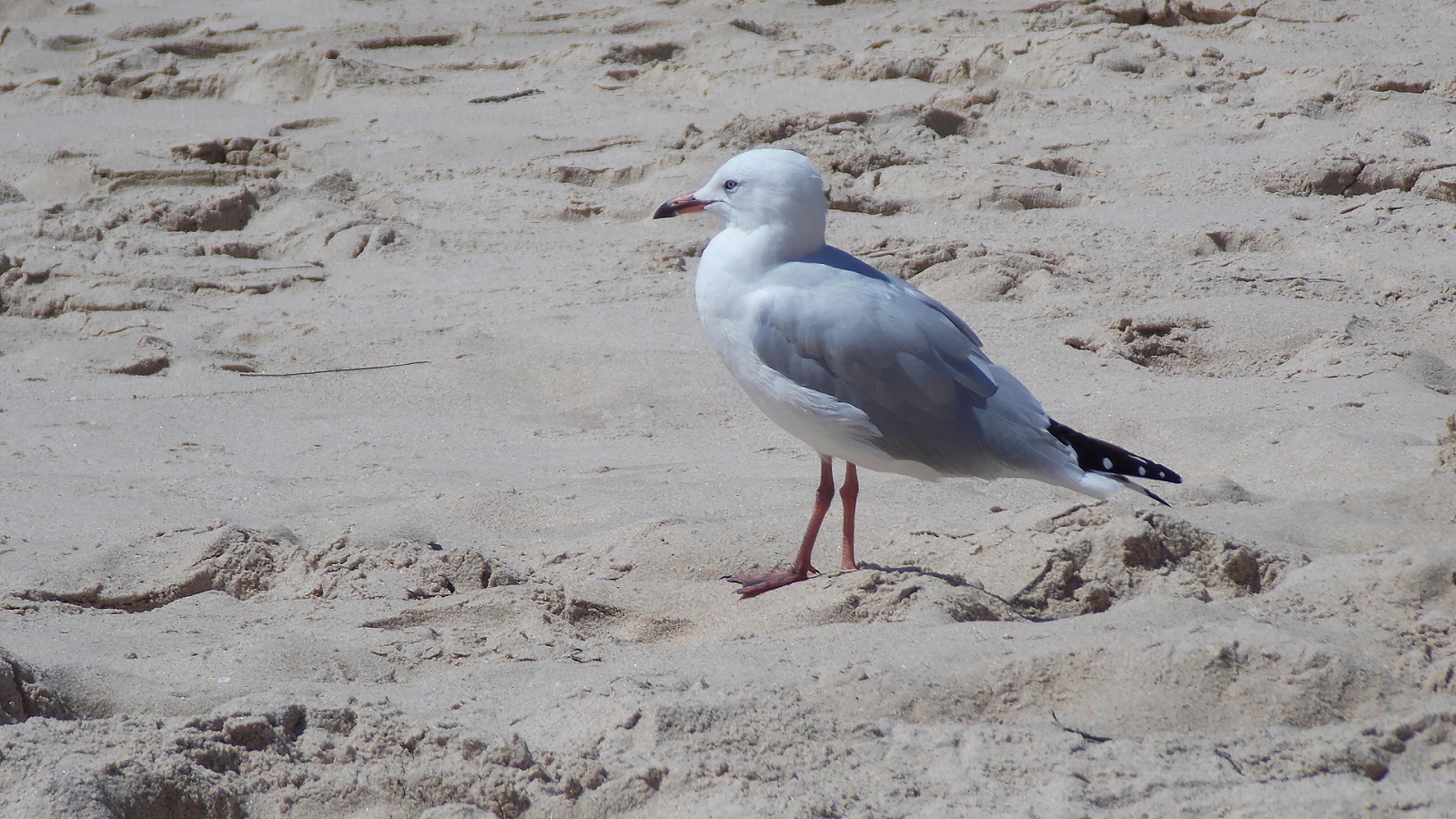 Beach Bird Sand Seagull 1600x900