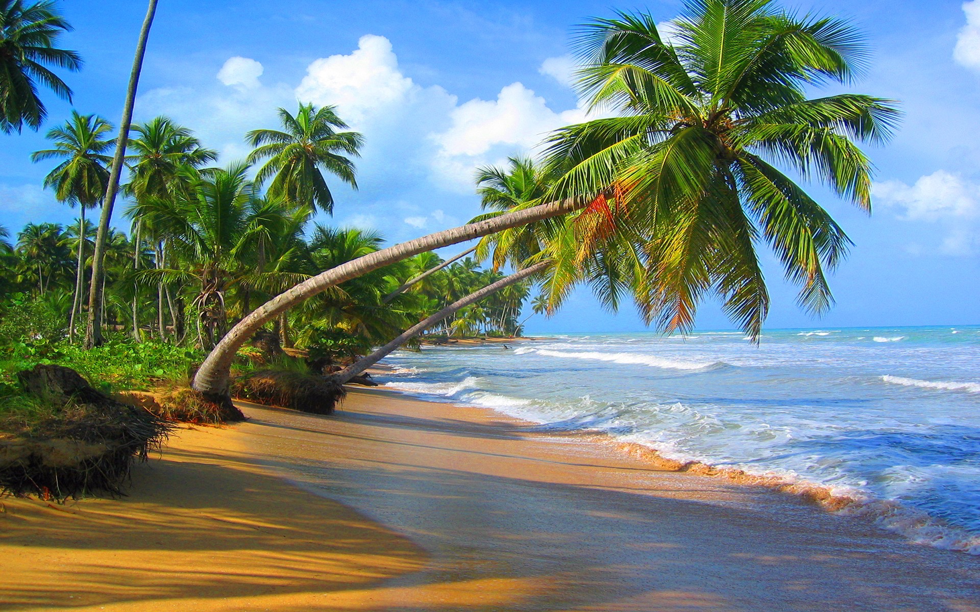 Beach Earth Horizon Ocean Palm Tree Tropical 1920x1200