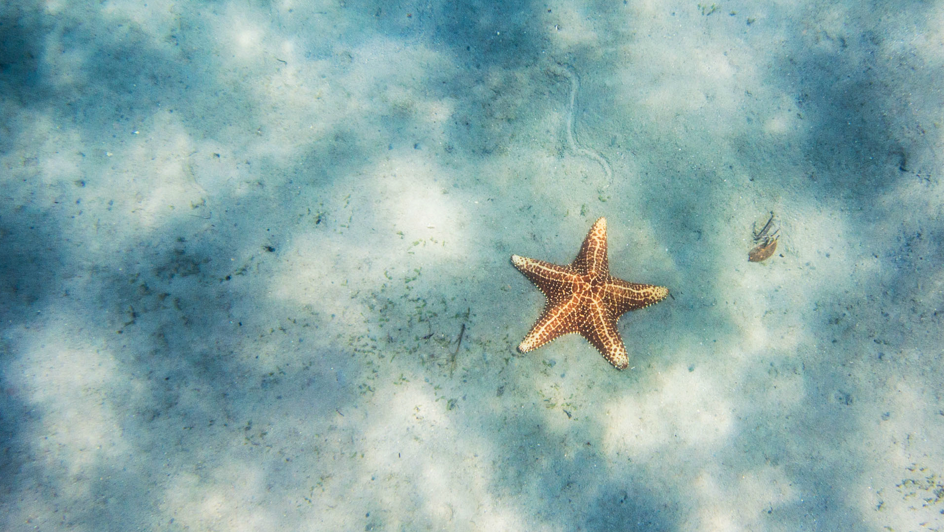 Animal Starfish 1921x1083