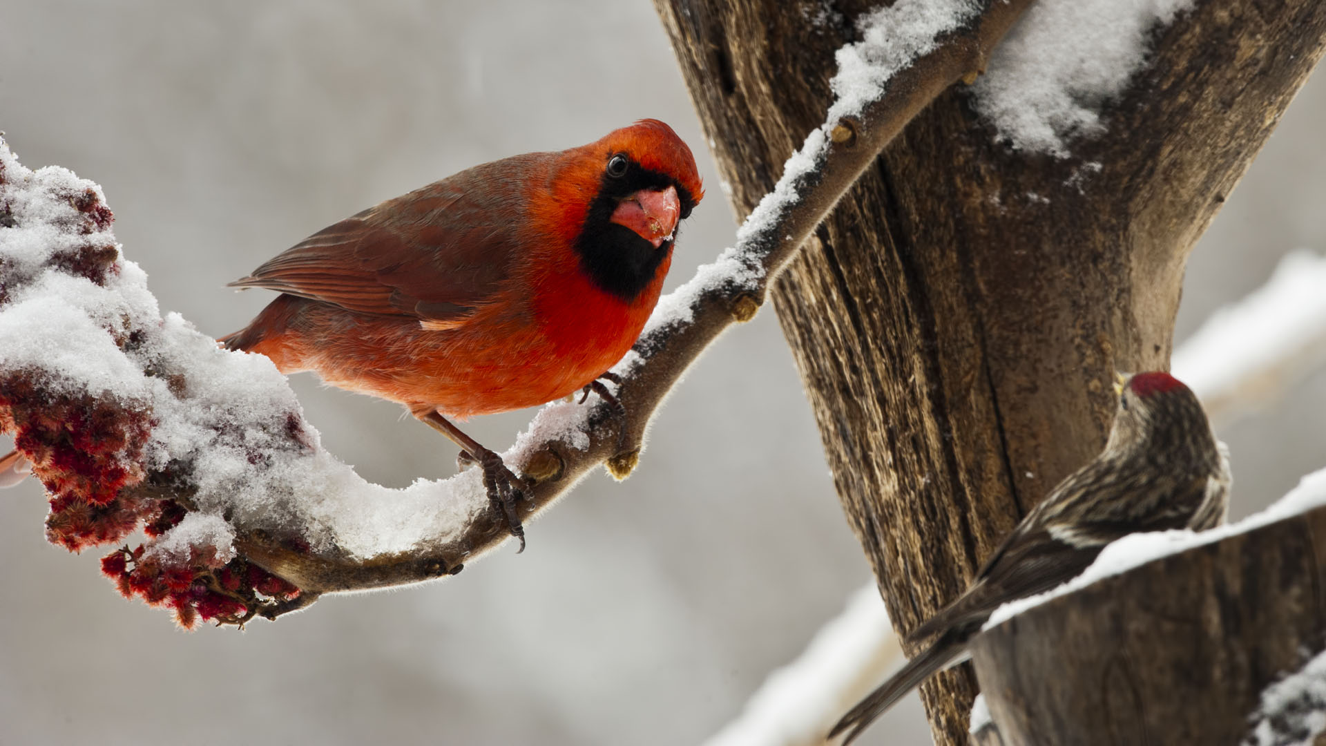 Animal Branch Cardinal Northern Cardinal Snow Winter 1920x1080