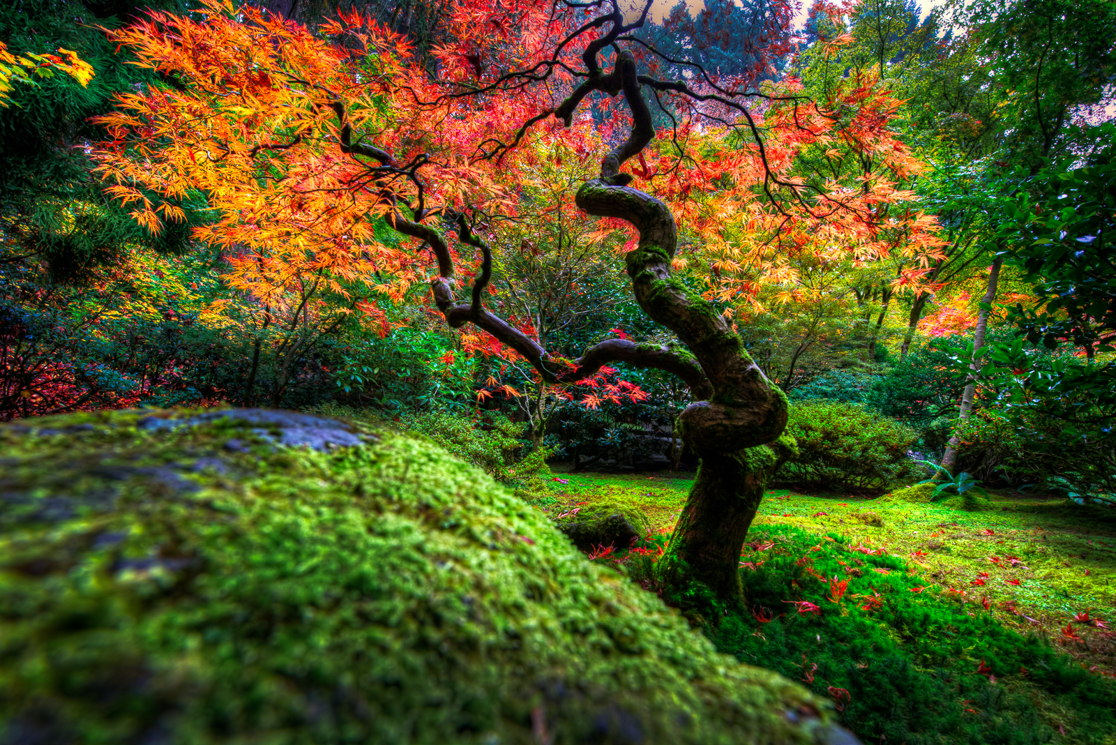 Bush Fall Foliage Japanese Garden Tree 1600x1068