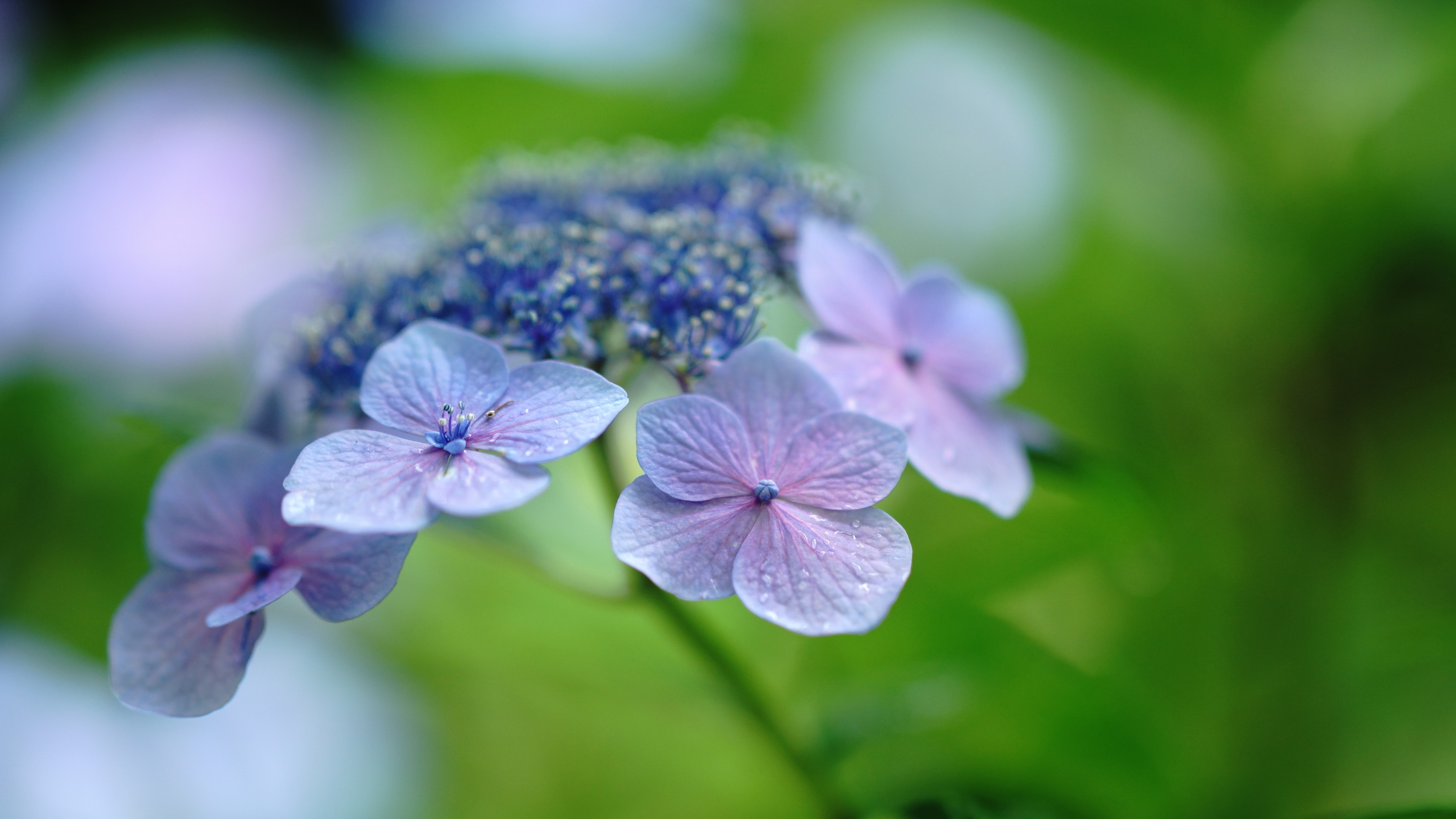 Earth Hydrangea 3000x1688