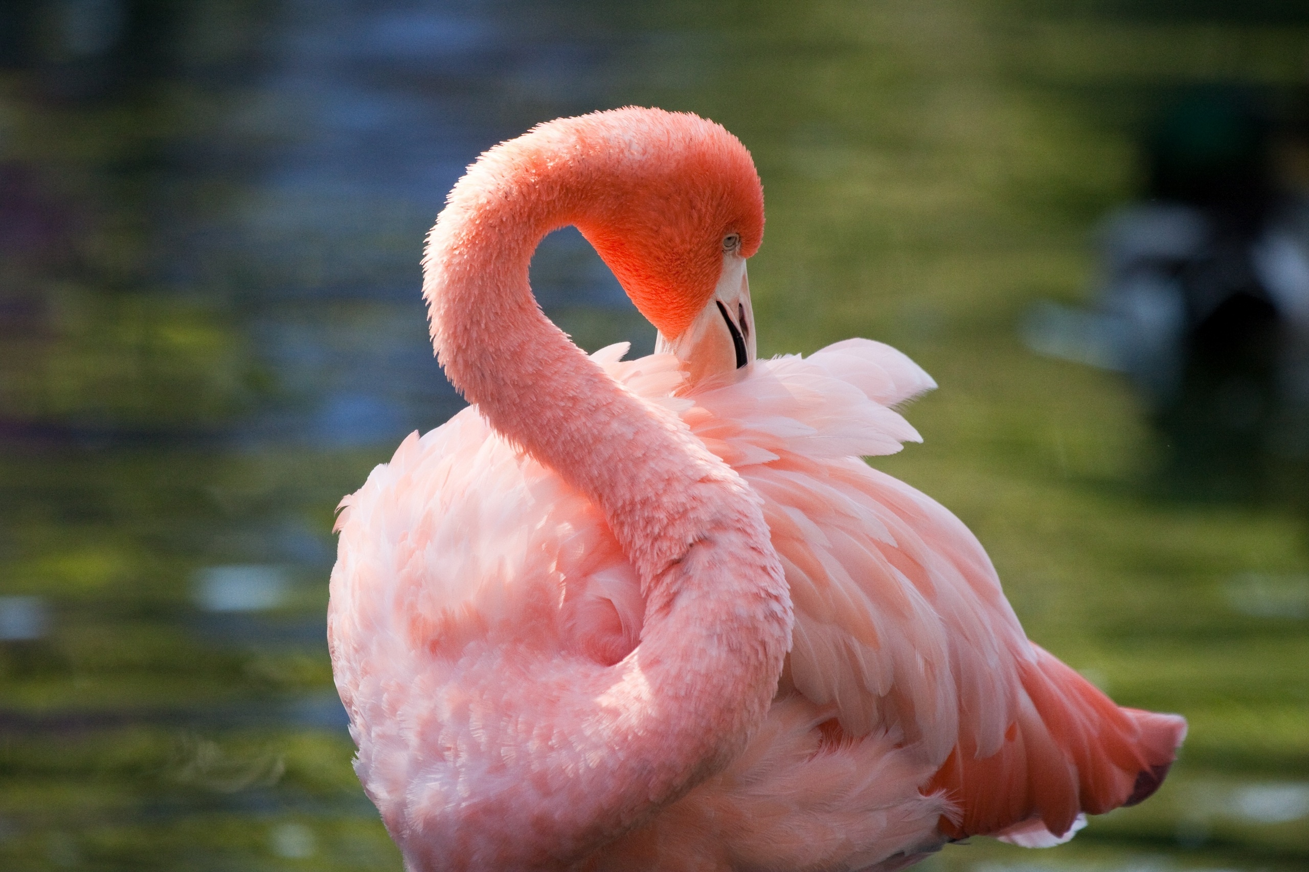 Animal Flamingo 2560x1706