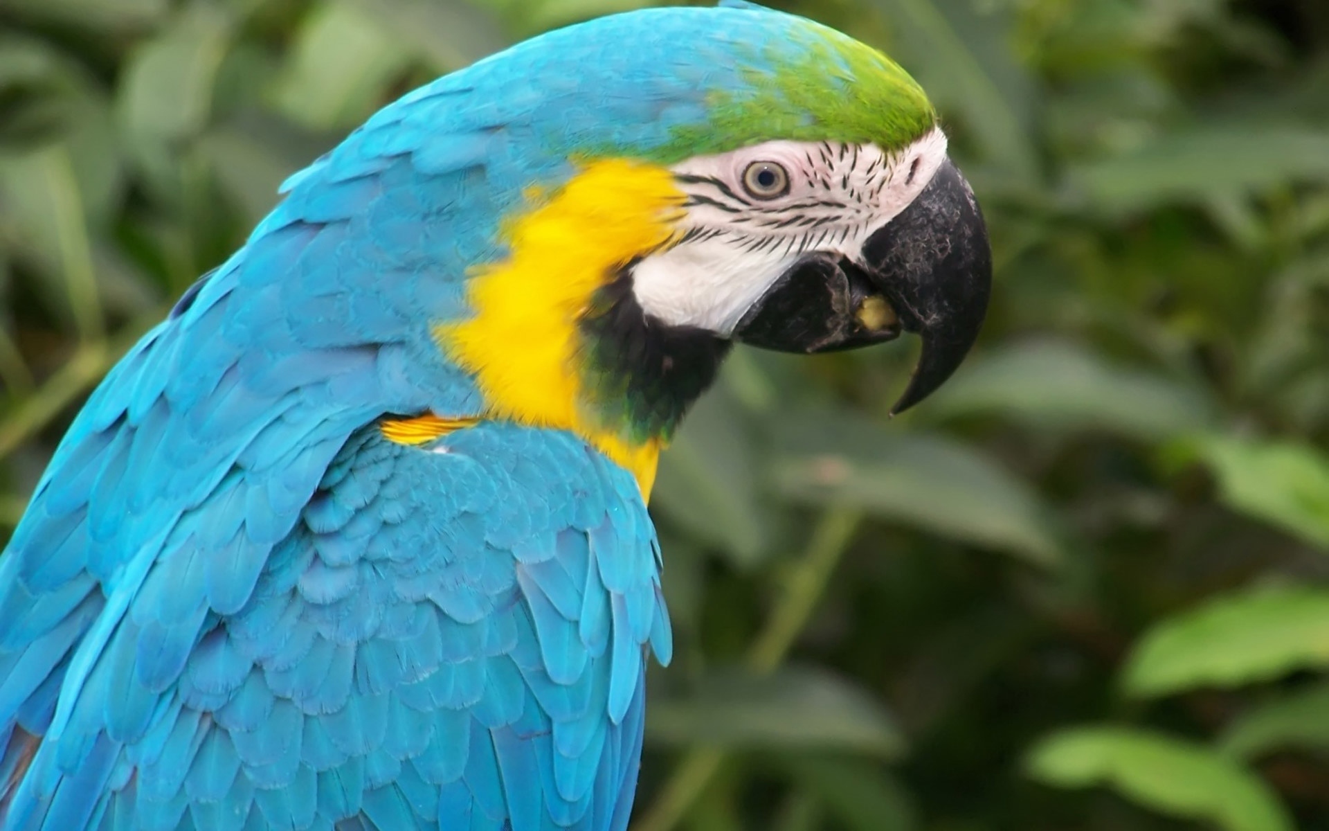 Animal Blue And Yellow Macaw 1920x1200