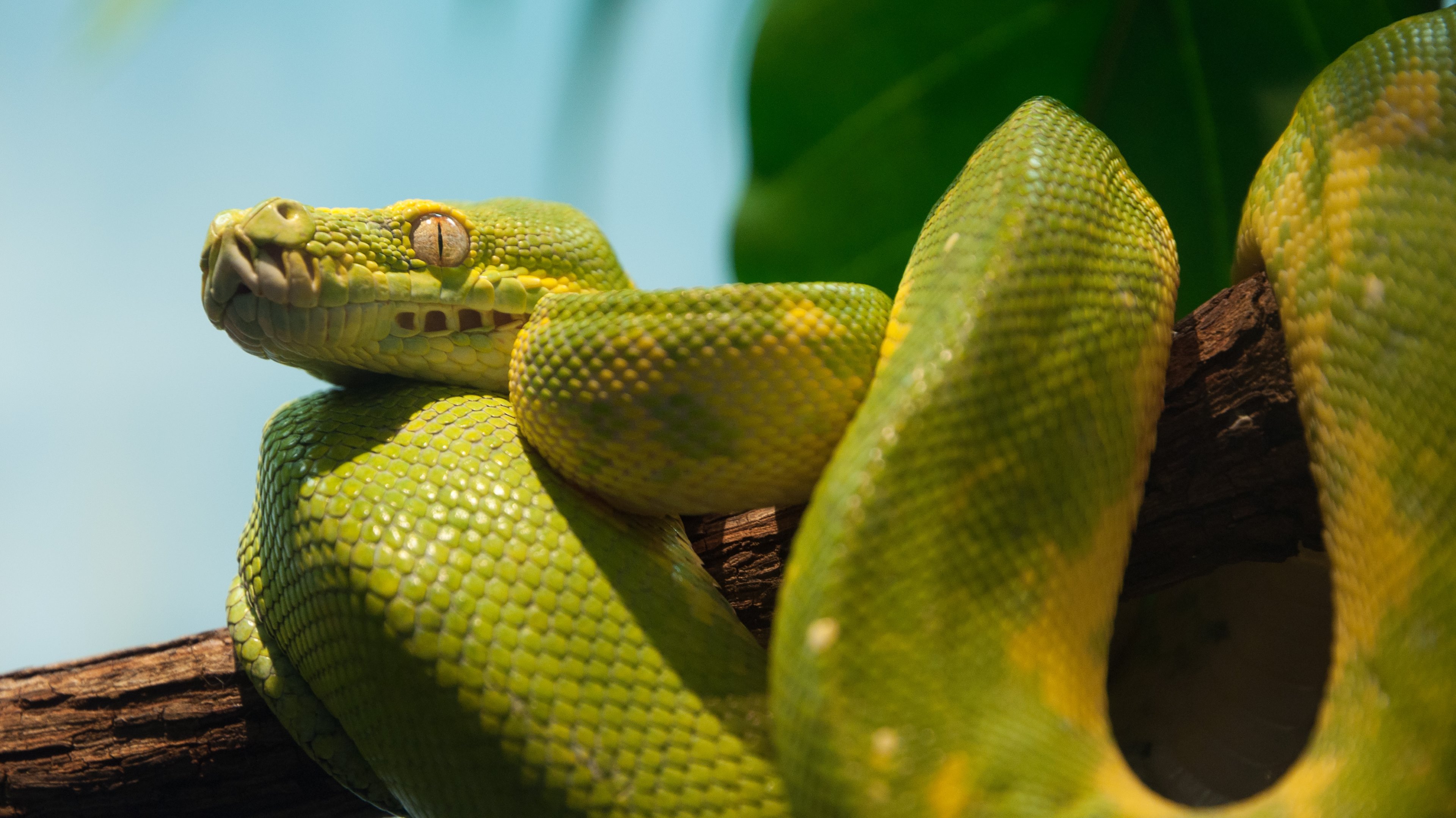 Green Python Snake 3840x2160