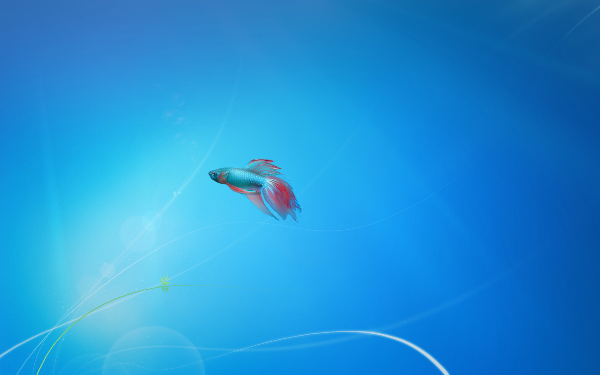 Siamese Fighting Fish 1920x1200