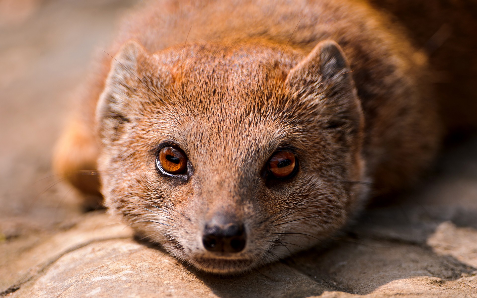 Mongoose 1920x1200