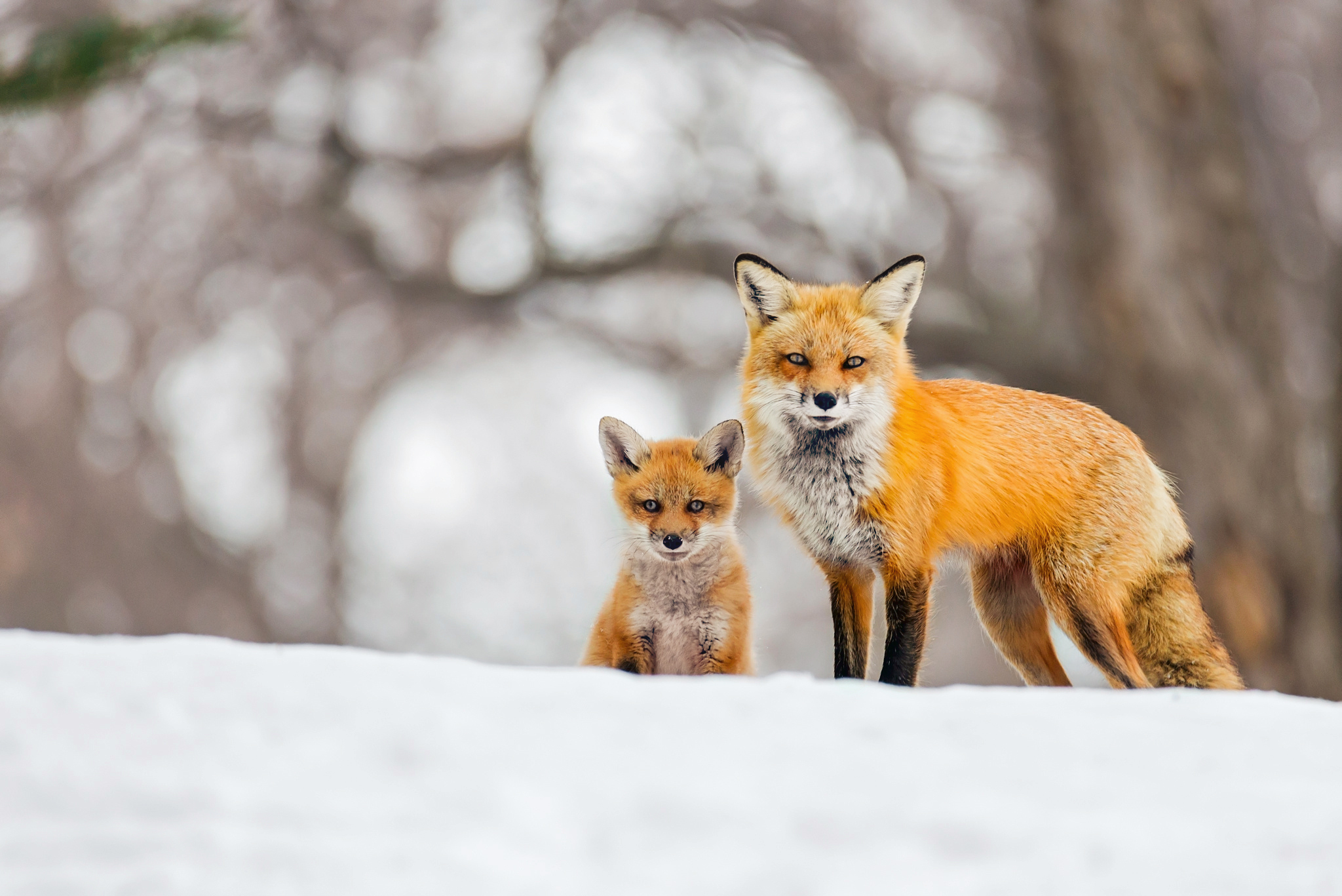 Cub Fox Red Fox Snow Winter 2048x1367