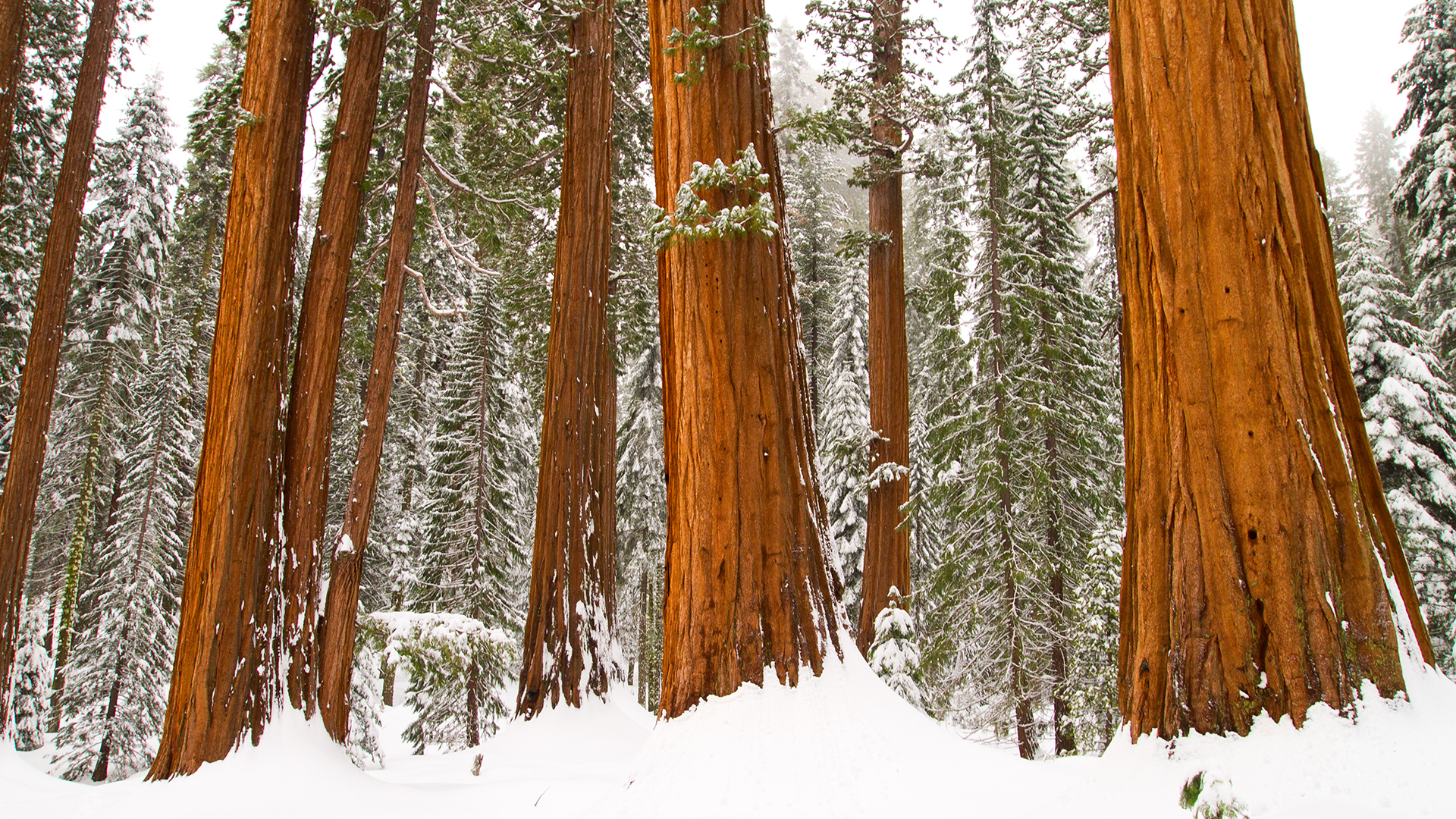 Earth Forest Redwood Snow Tree Winter 1920x1080