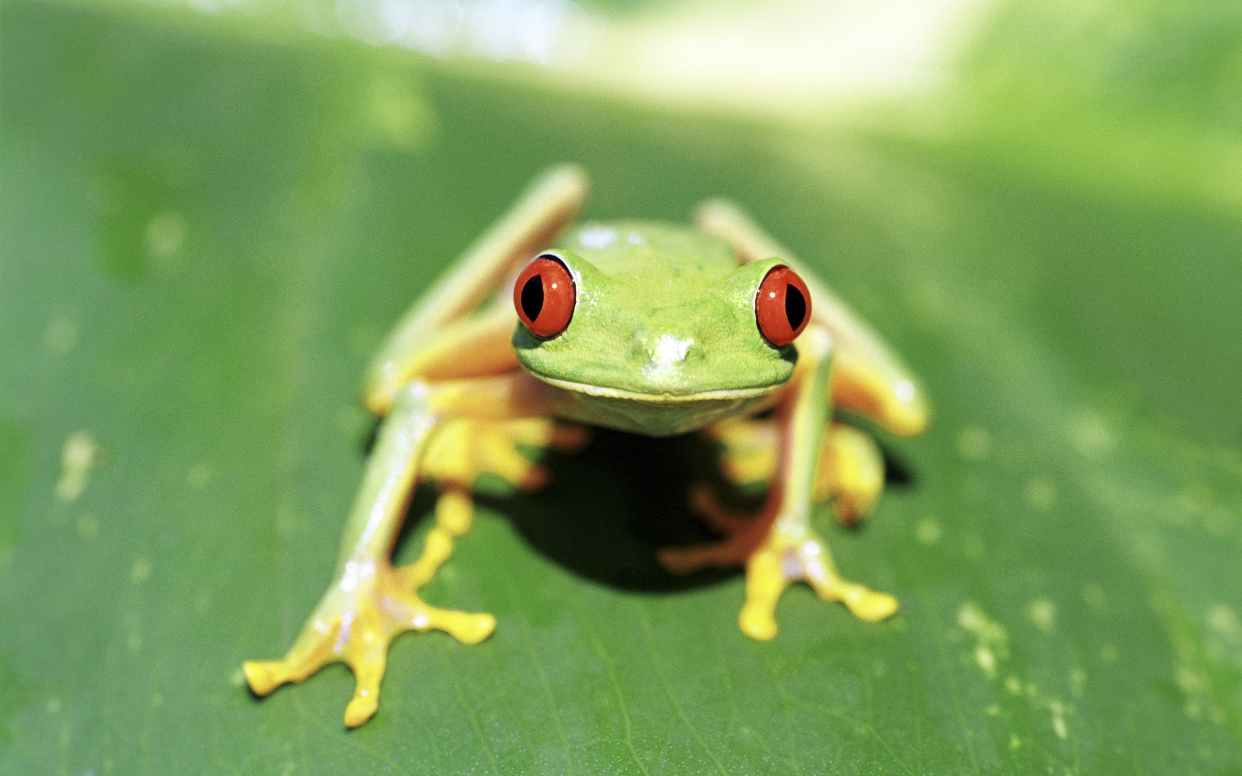 Animal Red Eyed Tree Frog 2560x1600