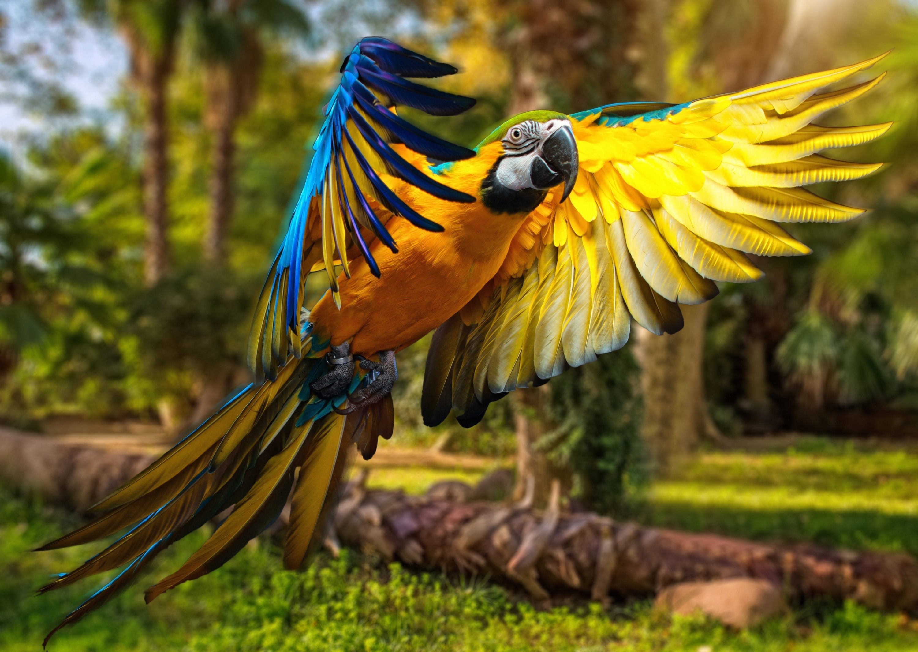 Flight Macaw Parrot 3000x2130