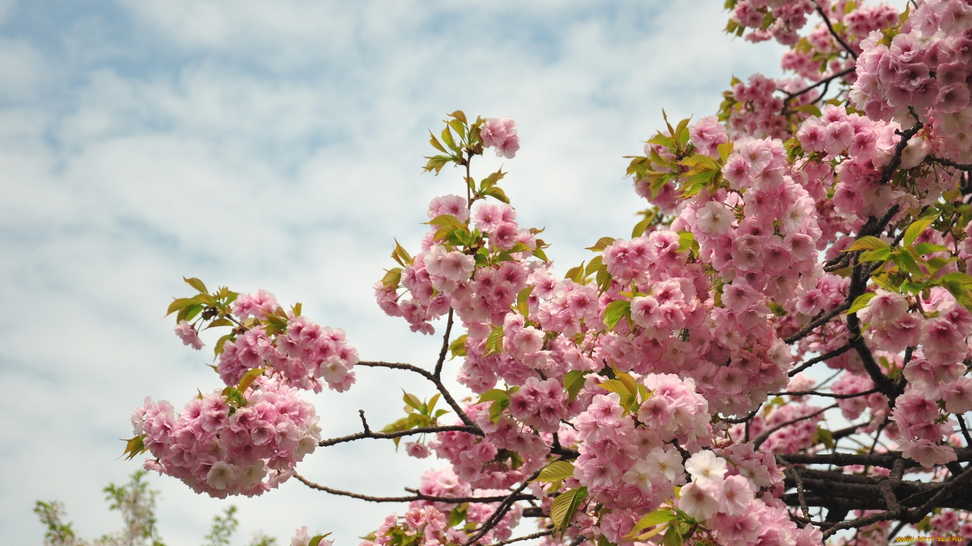 Blossom Branch Cherry Tree Pink Flower Spring 1920x1080