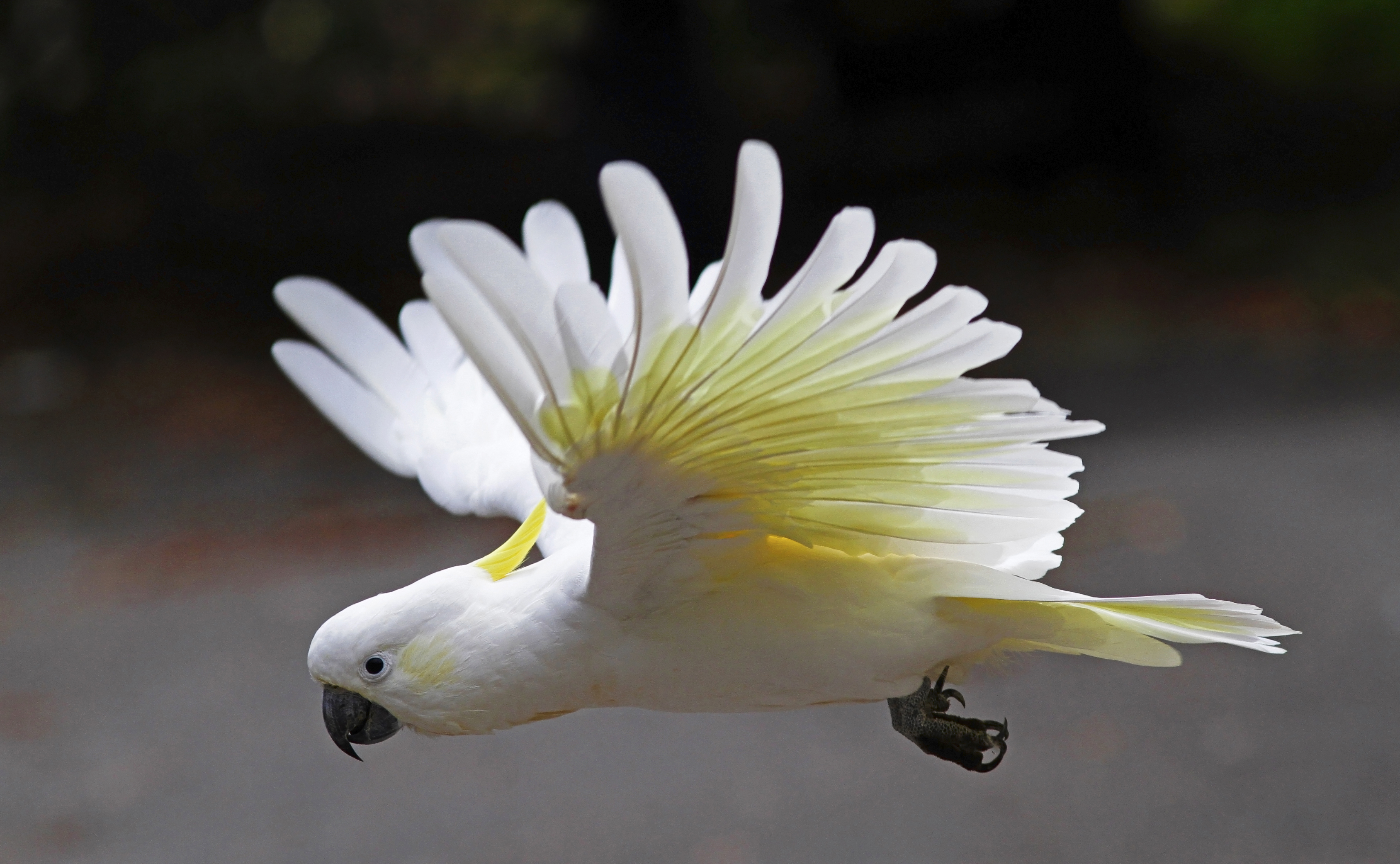Cockatoo Parrot Sulphur Crested Cockatoo Wings 5024x3101