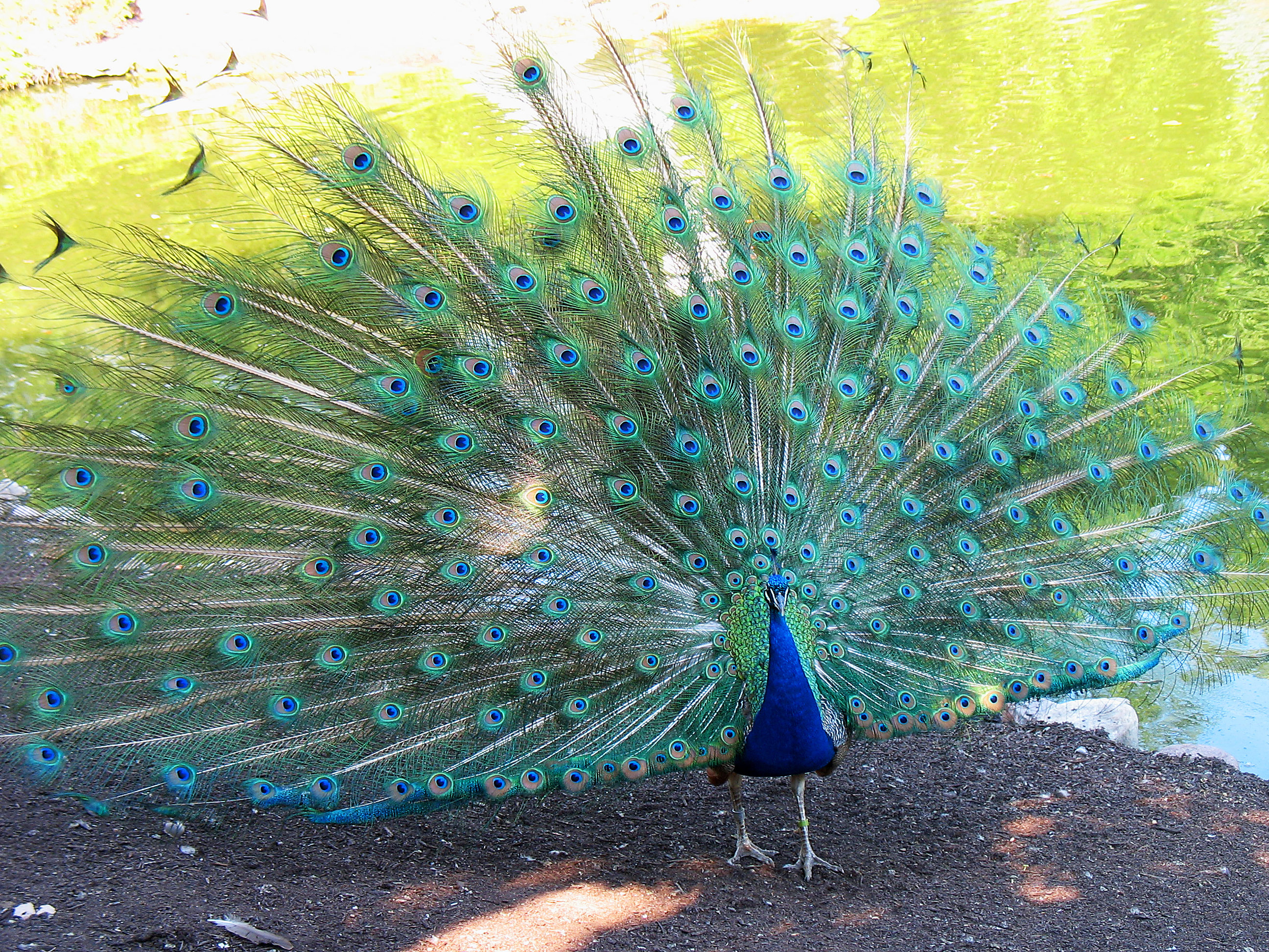 Bird Peacock 2592x1944