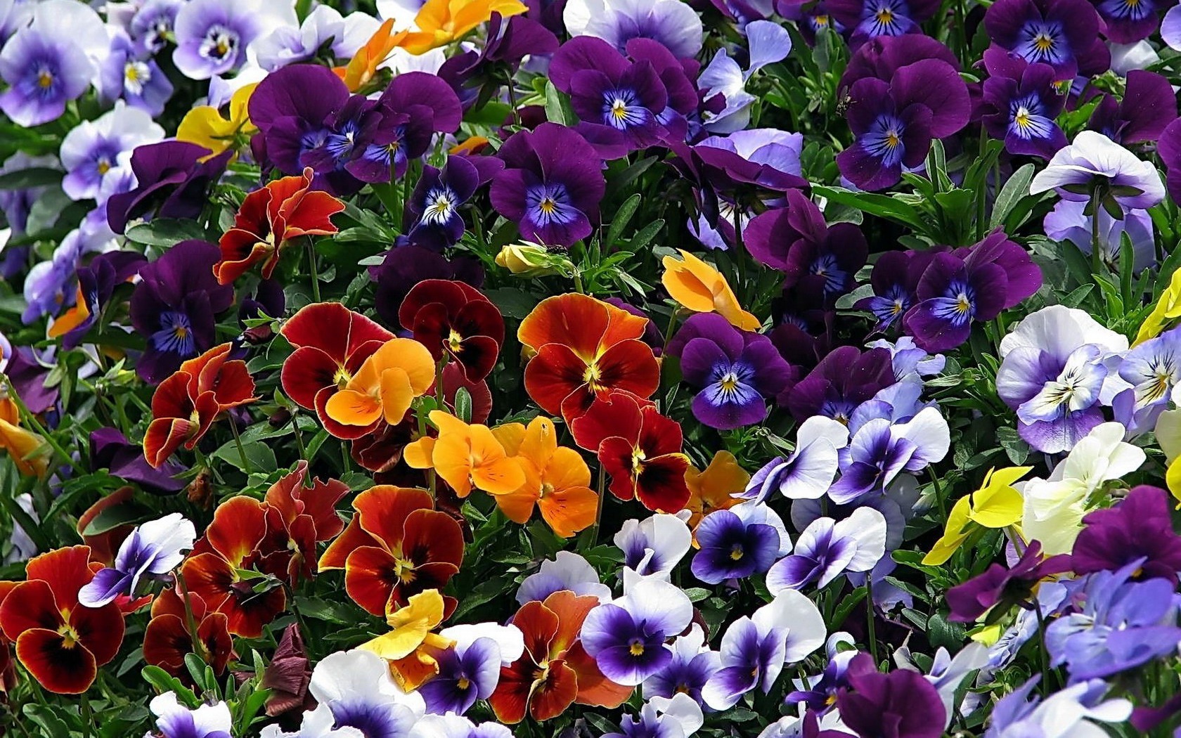 Colorful Colors Earth Flower Pansy 1680x1050