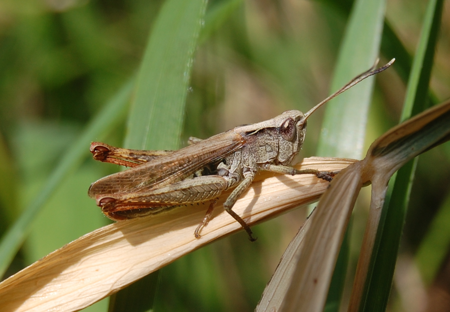 Animal Grasshopper 1476x1024