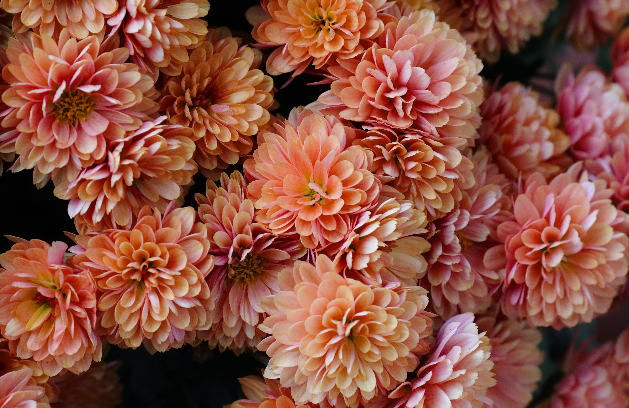 Chrysanthemum Close Up Earth Flower Pink Flower 2200x1427
