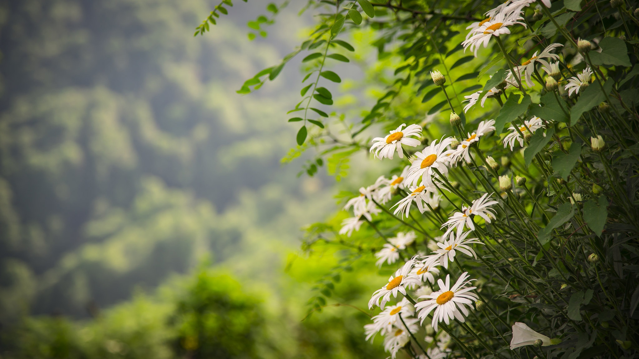 Nature Flowers Plants White Flowers Outdoors 2048x1152