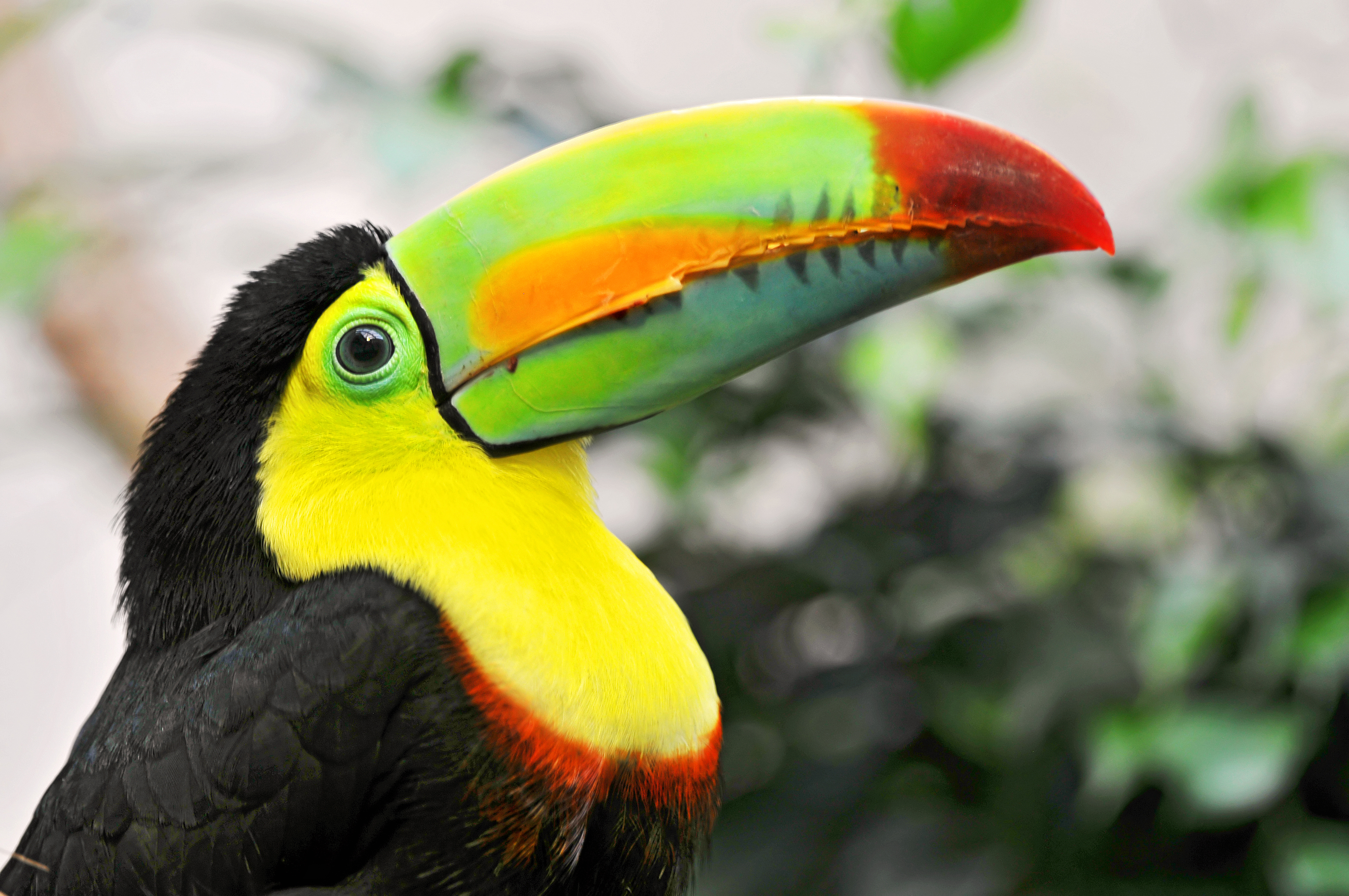 Animal Toucan 3162x2100