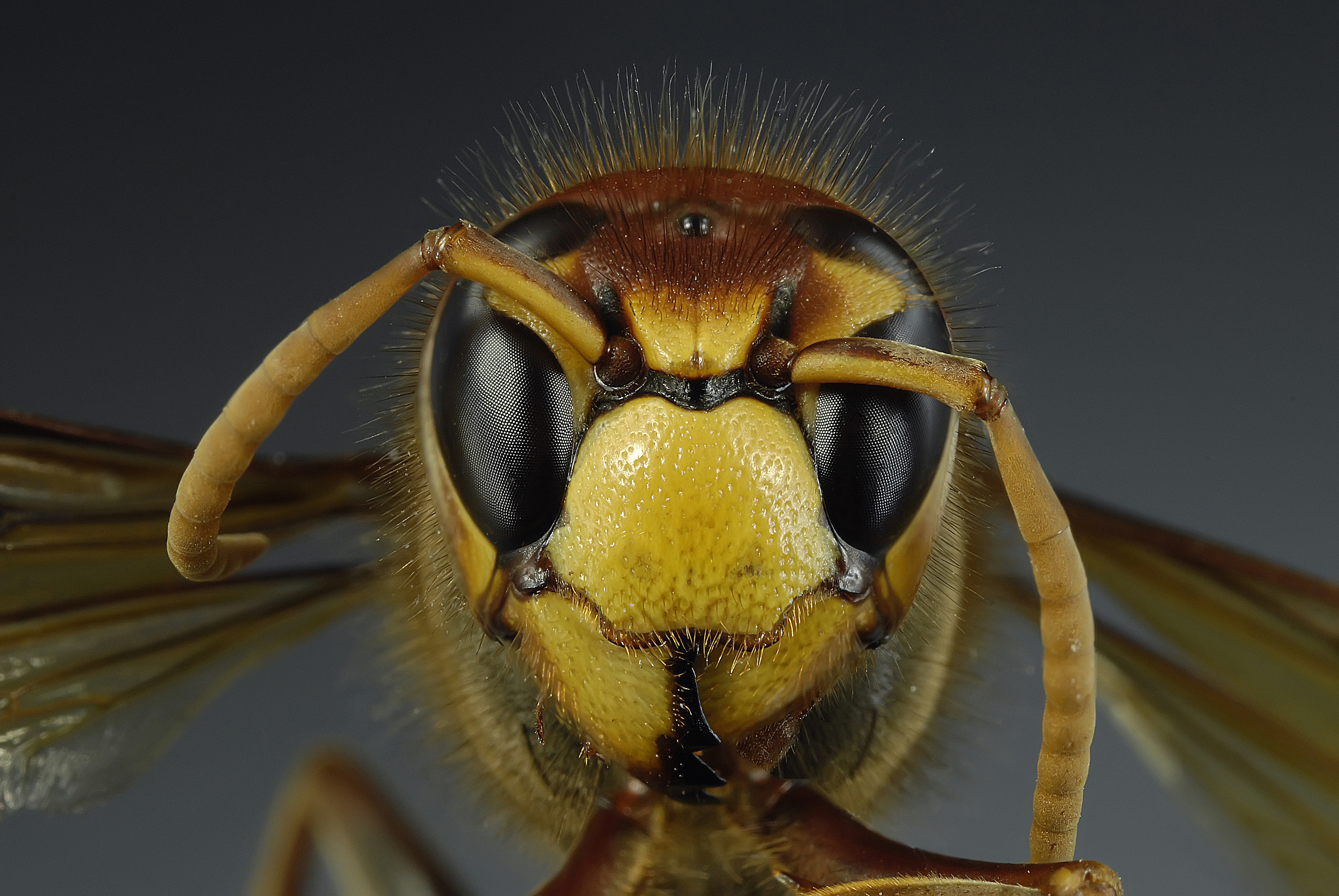 Animal Wasp 3872x2592