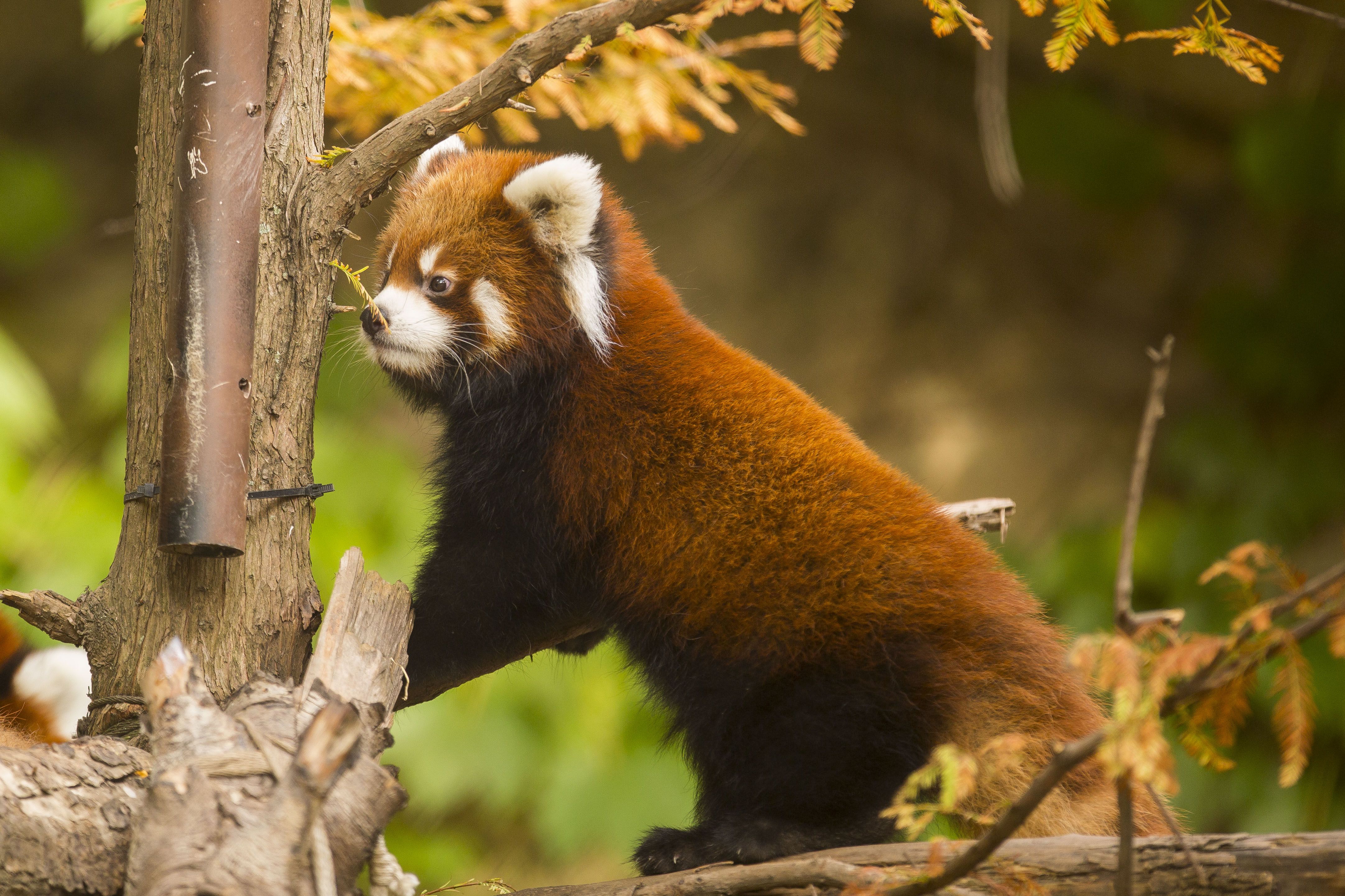 Chicago Red Panda Zoo 4325x2883