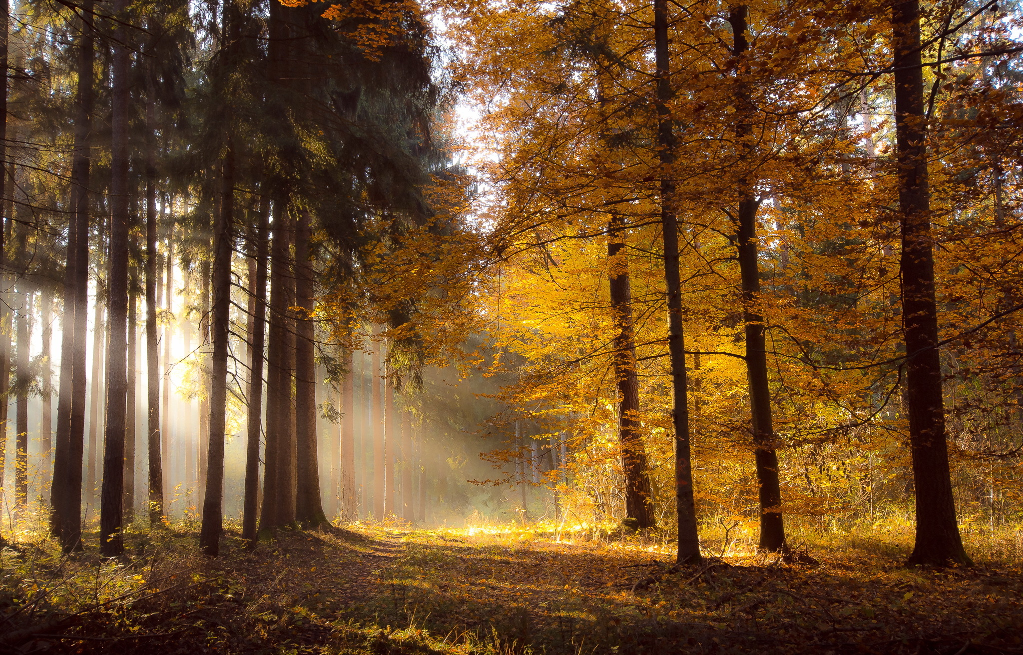 Fall Forest Nature Sunbeam 2048x1311