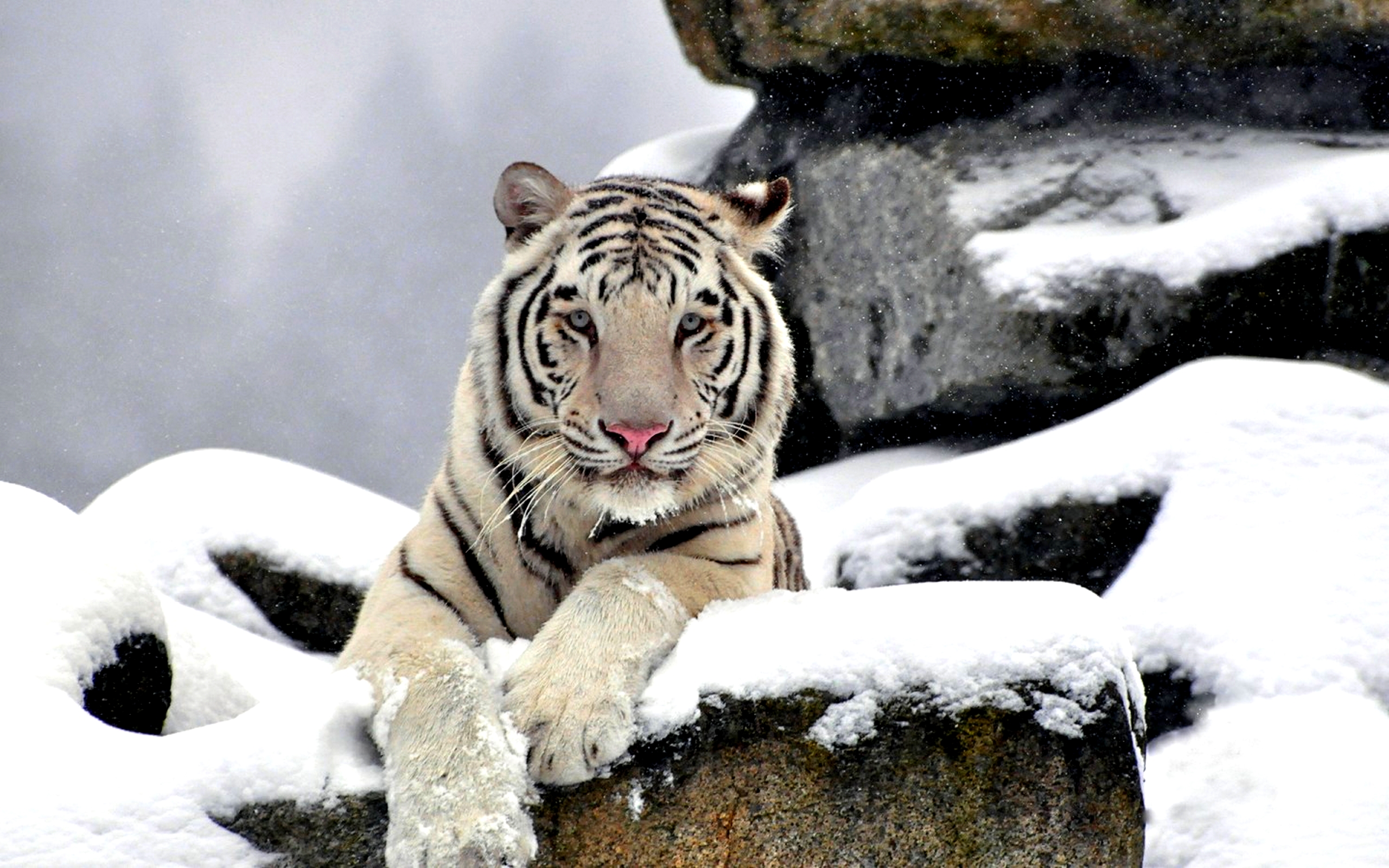 Animal White Tiger 2560x1600