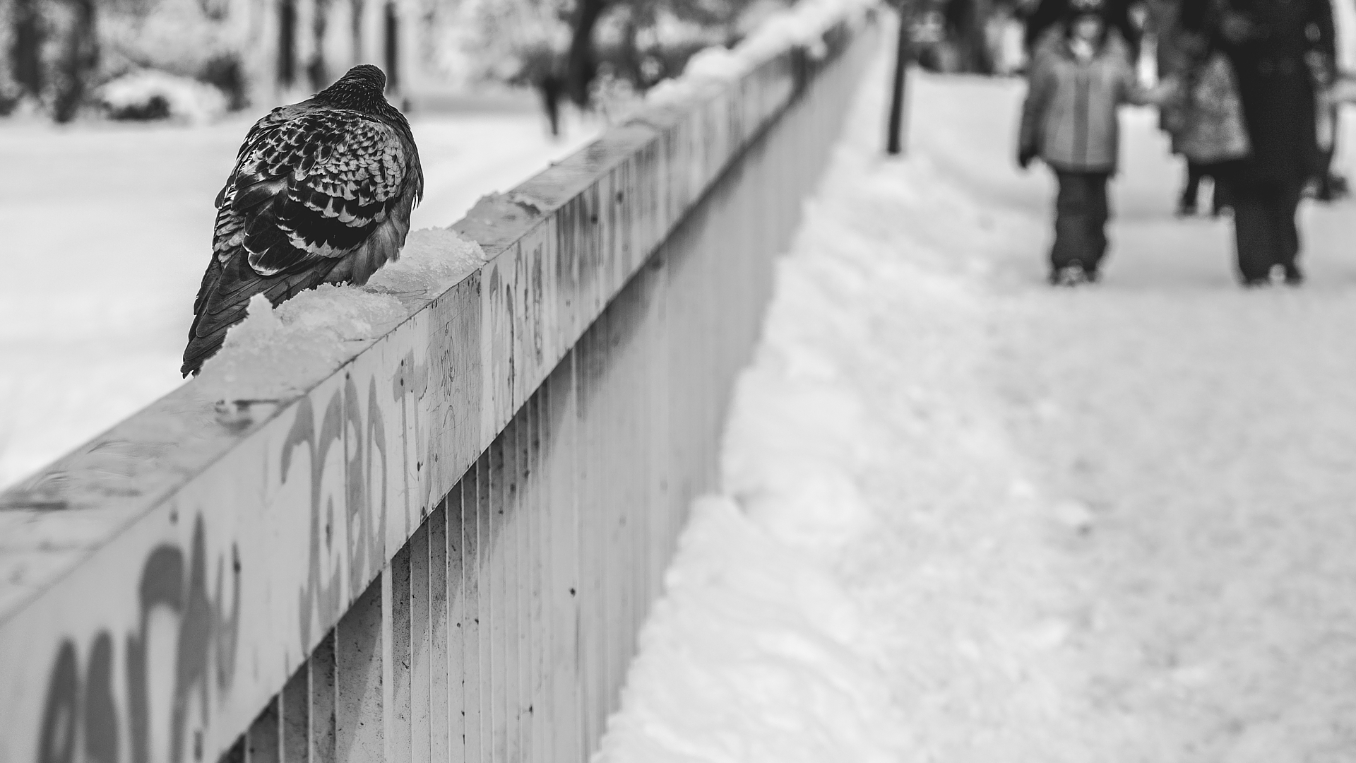 Bird Pigeon White Winter 1920x1080