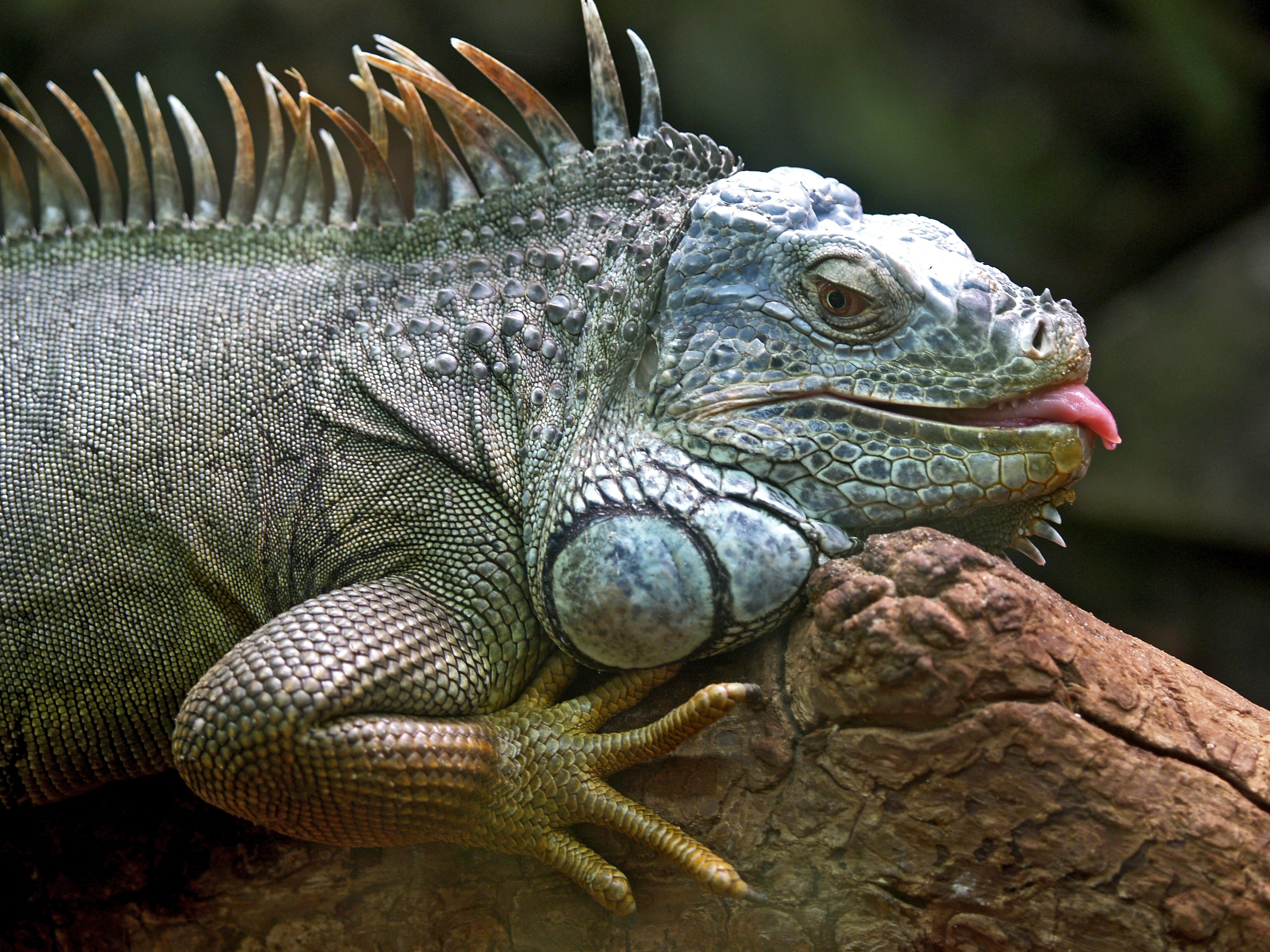 Iguana Lizard Reptile 3264x2448