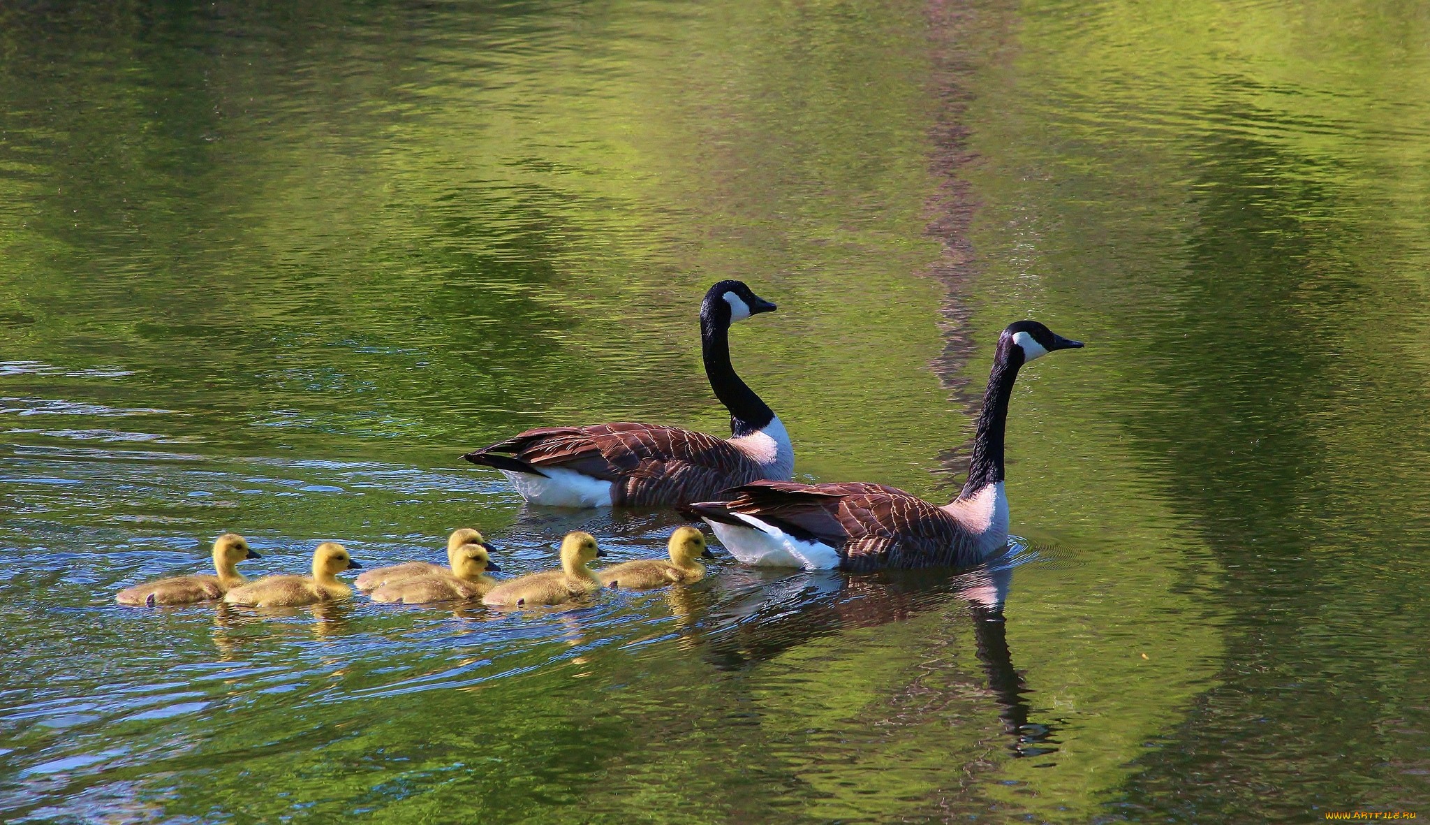 Animal Goose 2048x1181