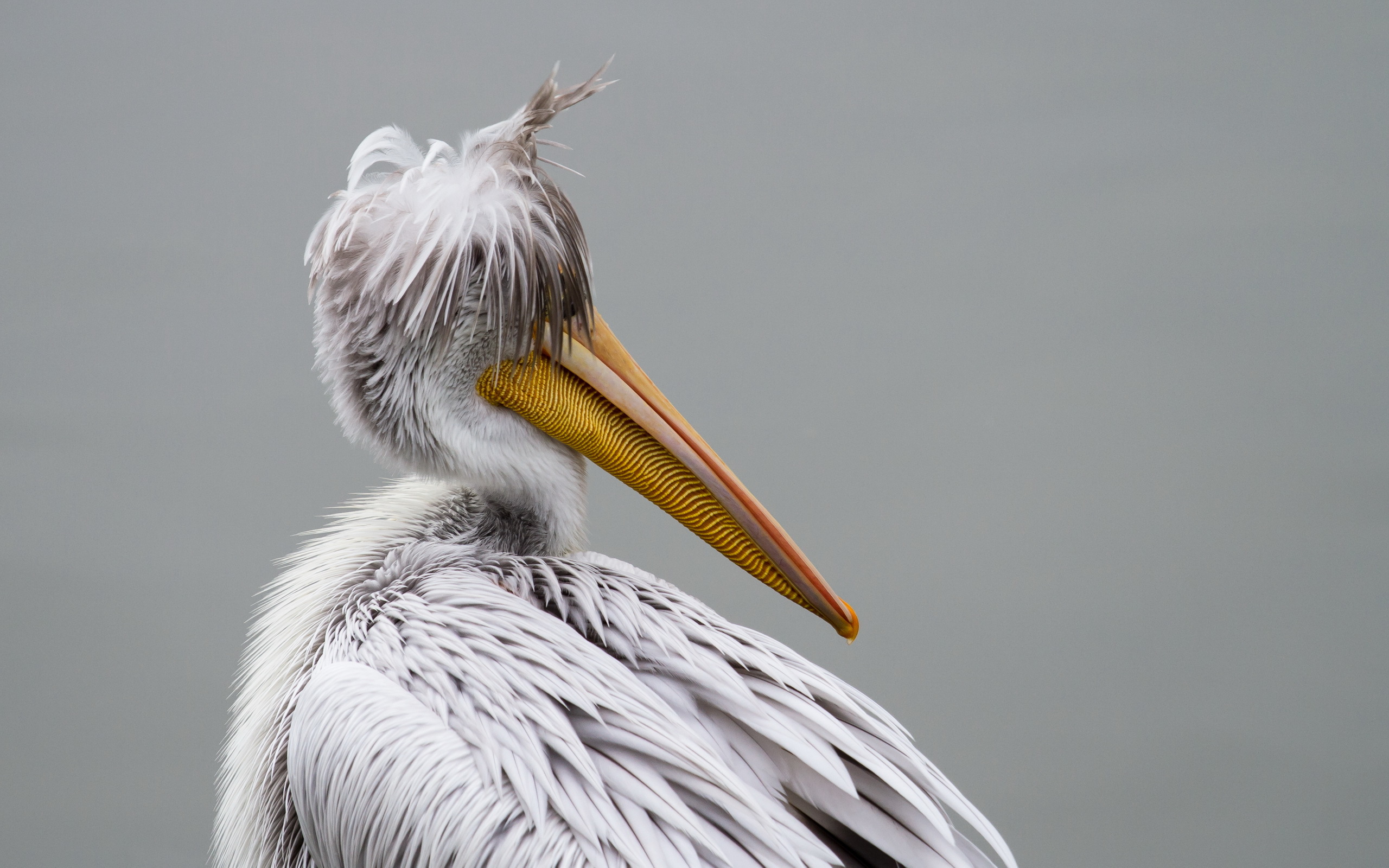 Animal Pelican 2560x1600