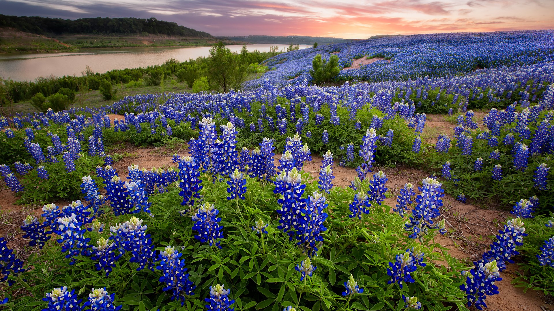 Nature Landscape Plants Flowers Trees Clouds Sunset River Texas Bluebonnet Flowers Texas USA 1920x1080