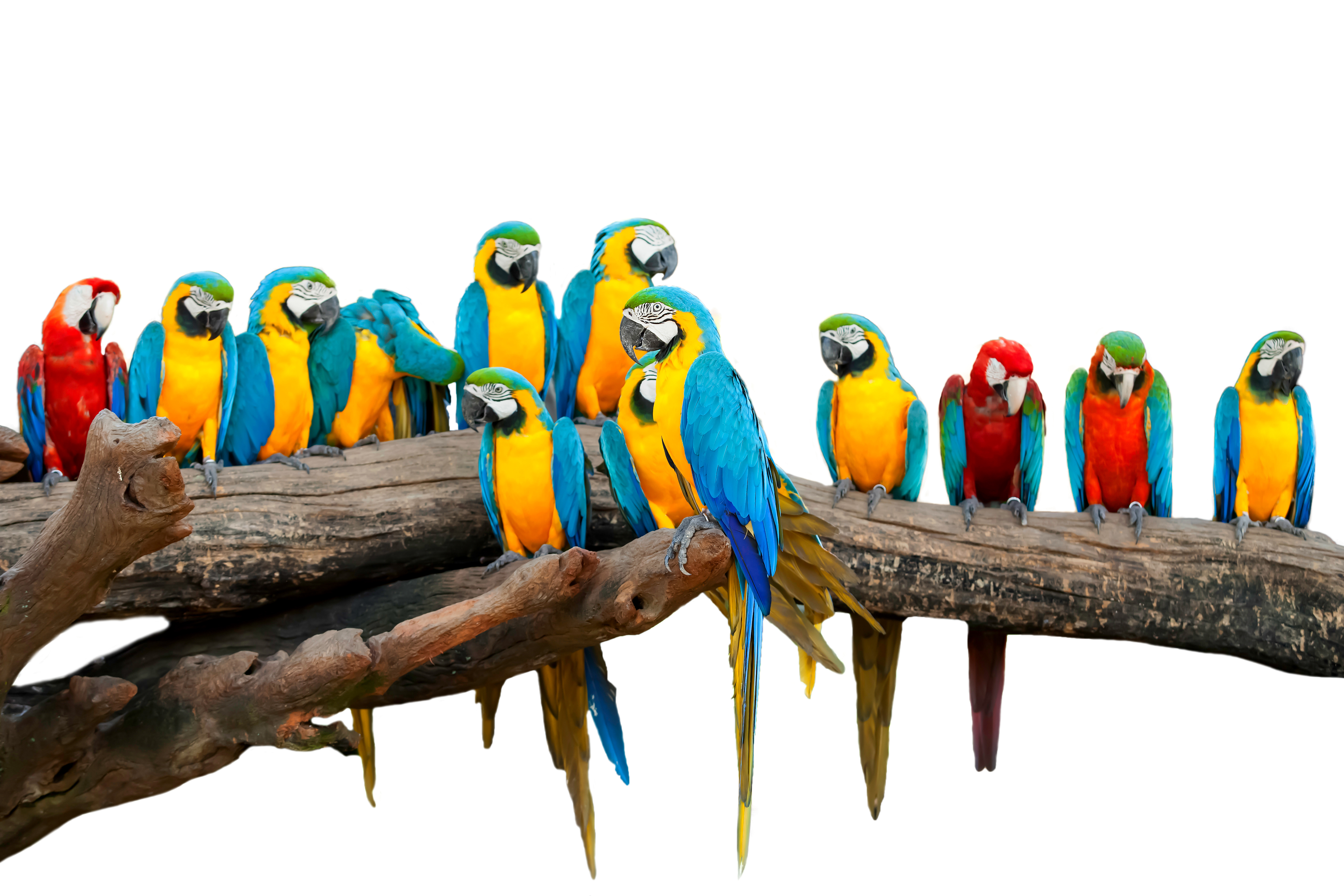 Bird Blue And Yellow Macaw Macaw Parrot Wildlife 5040x3360