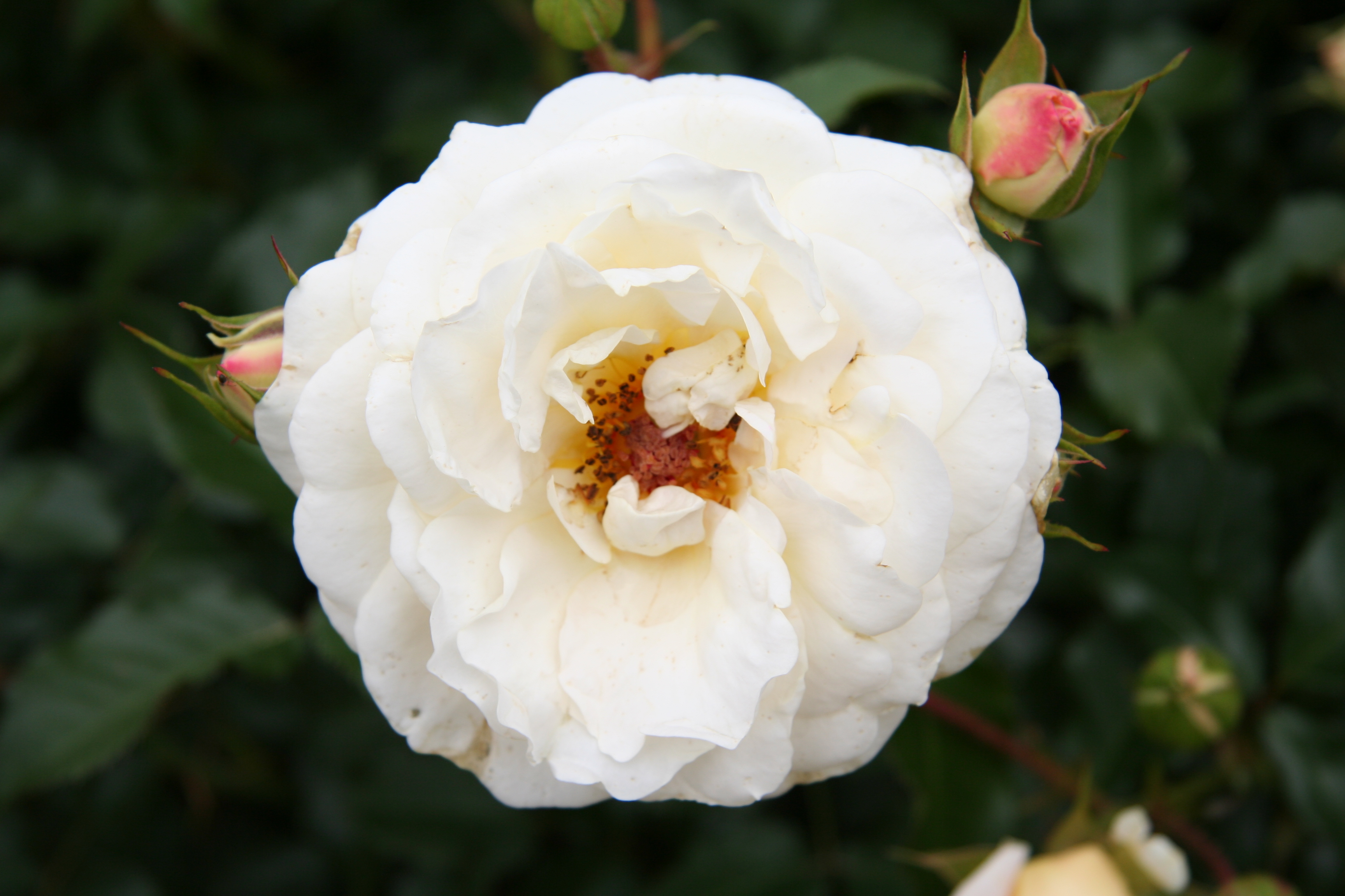 Bud Flower White Rose 3456x2304