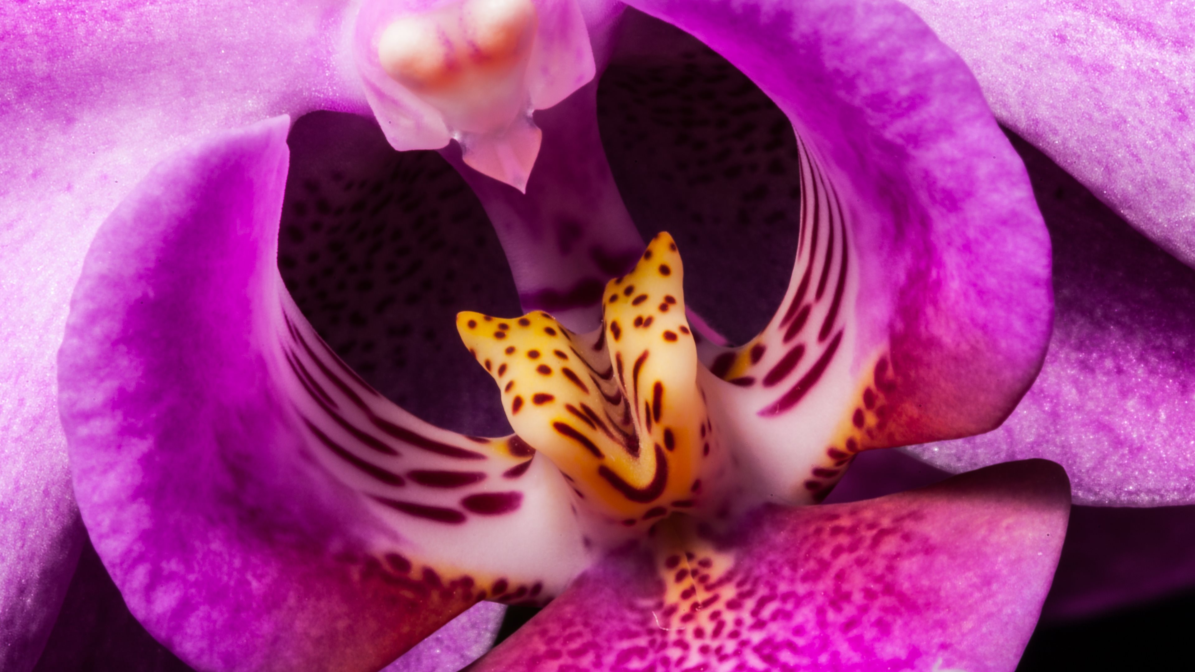 Earth Orchid 3840x2160