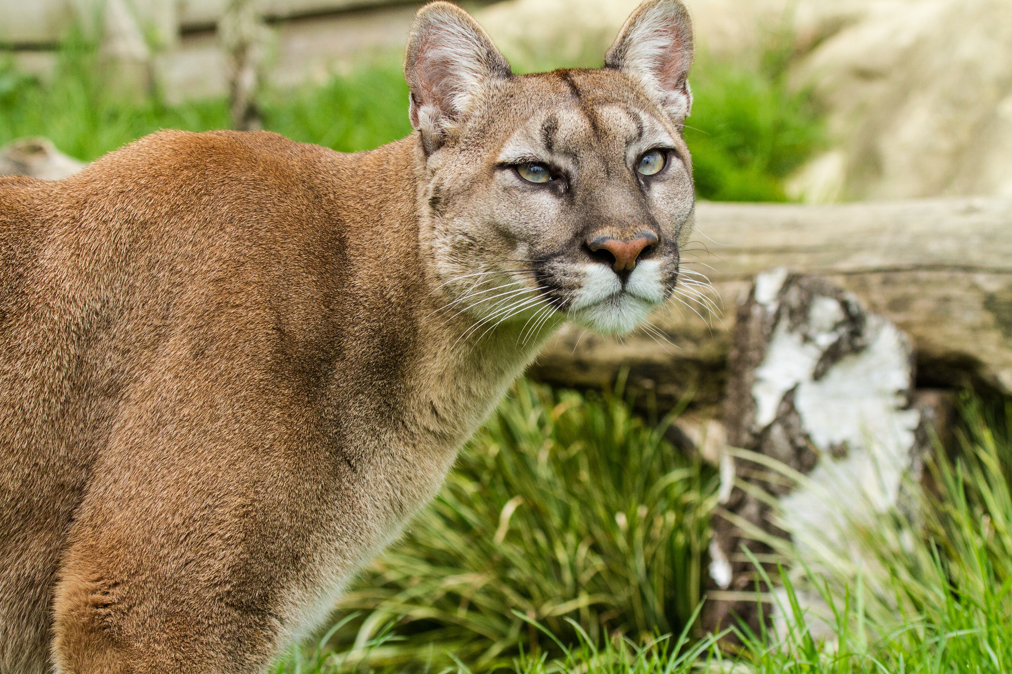 Big Cat Cougar Wildlife Predator Animal 2048x1365