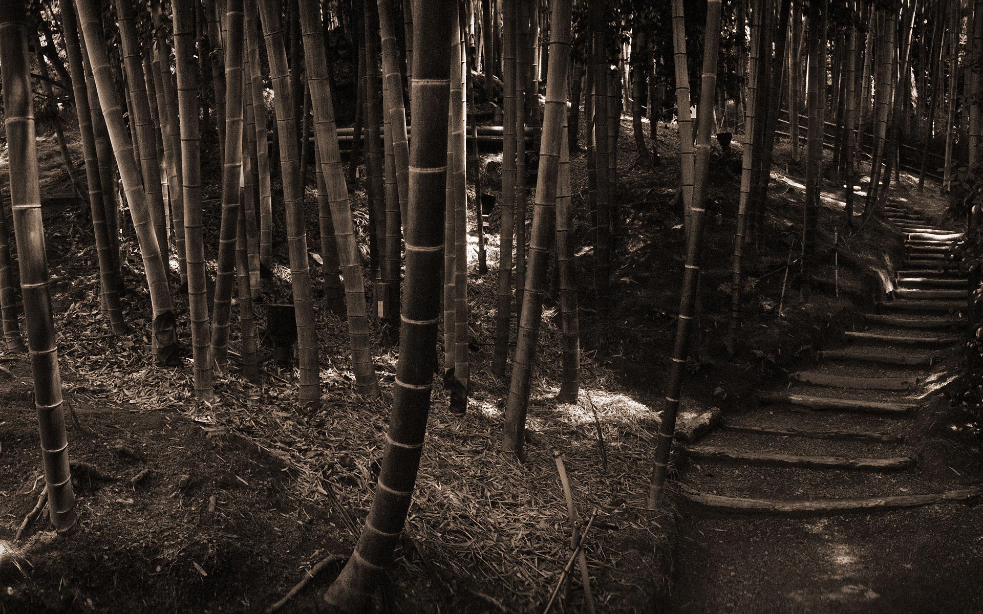 Bamboo Earth Forest 1920x1200