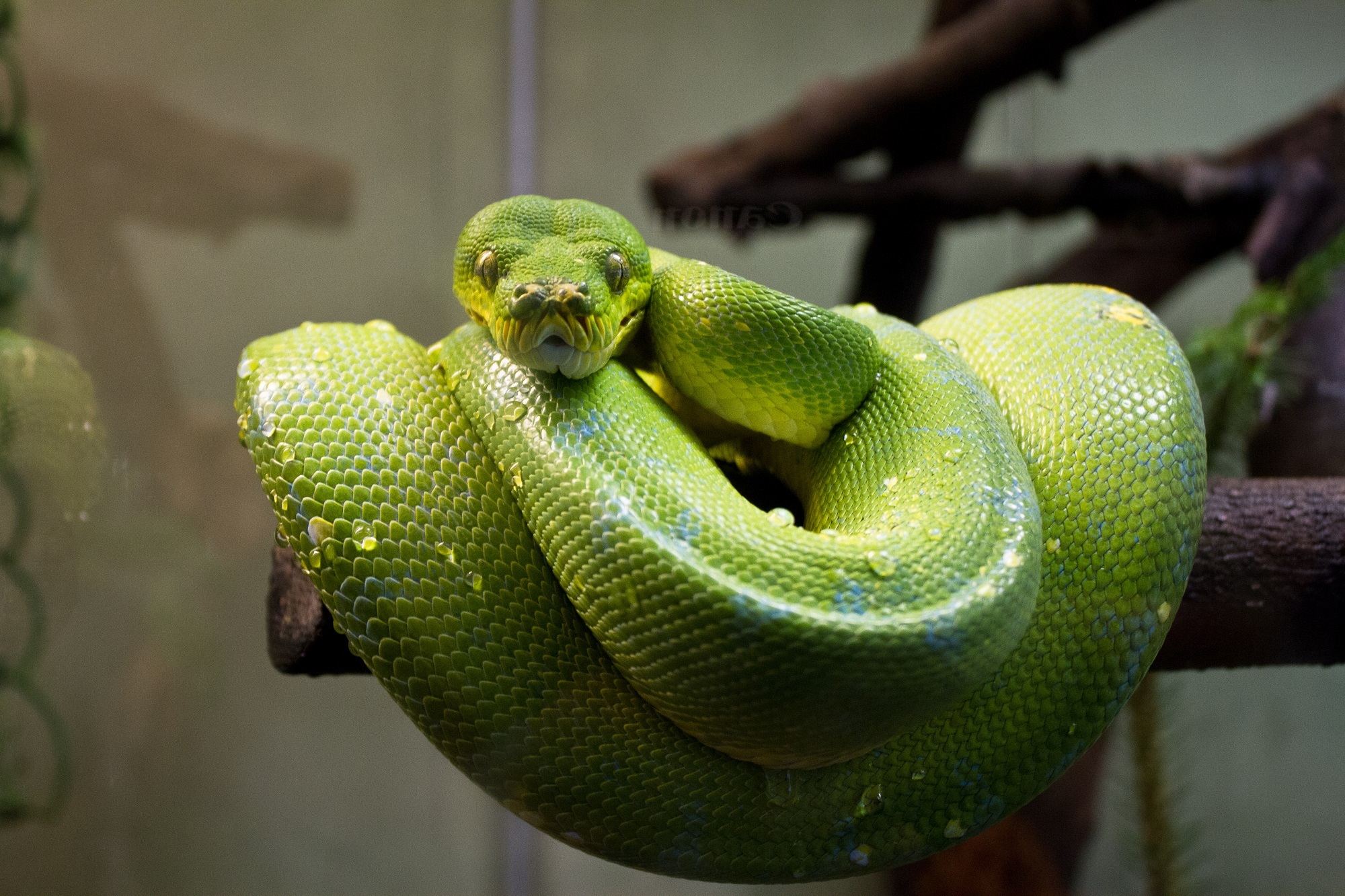 Reptile Snake Tree Python 2000x1333